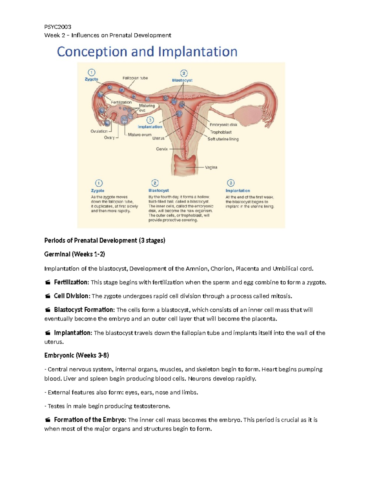 Lecture 2 notes - Week 2 – Influences on Prenatal Development Periods ...