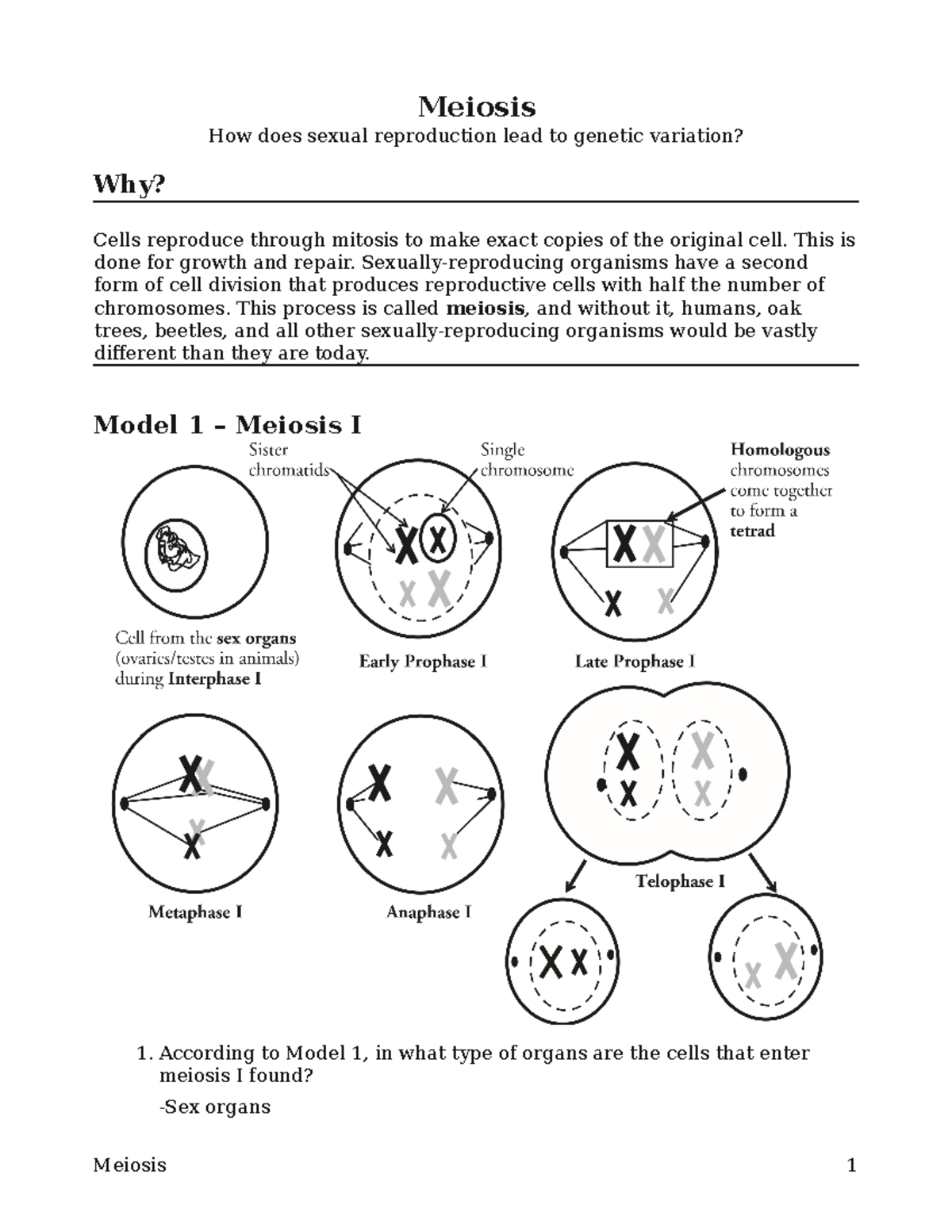 biology homework meiosis