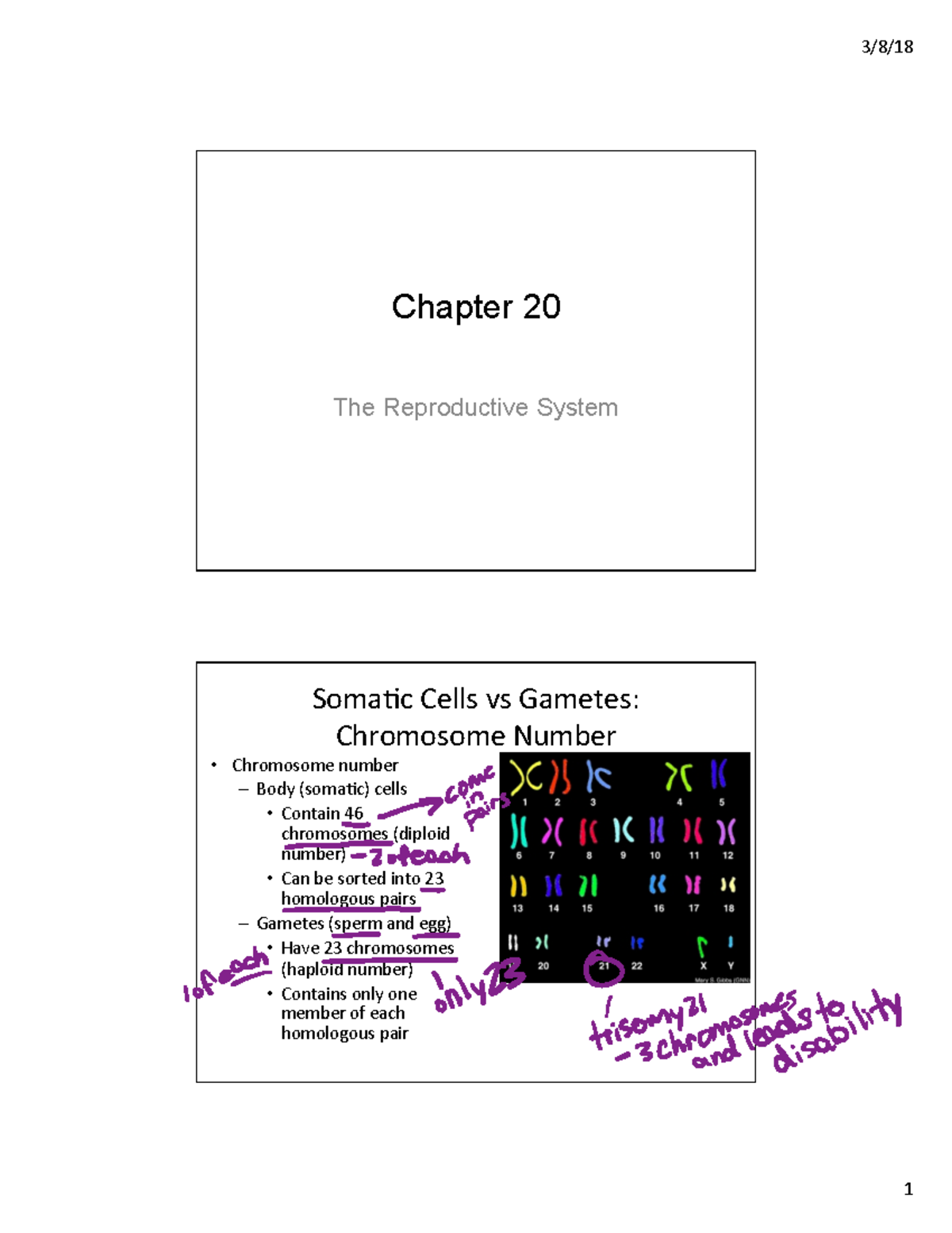 Fundamentals - Chapter 20 Lecture Notes - Chapter 20 The Reproductive ...