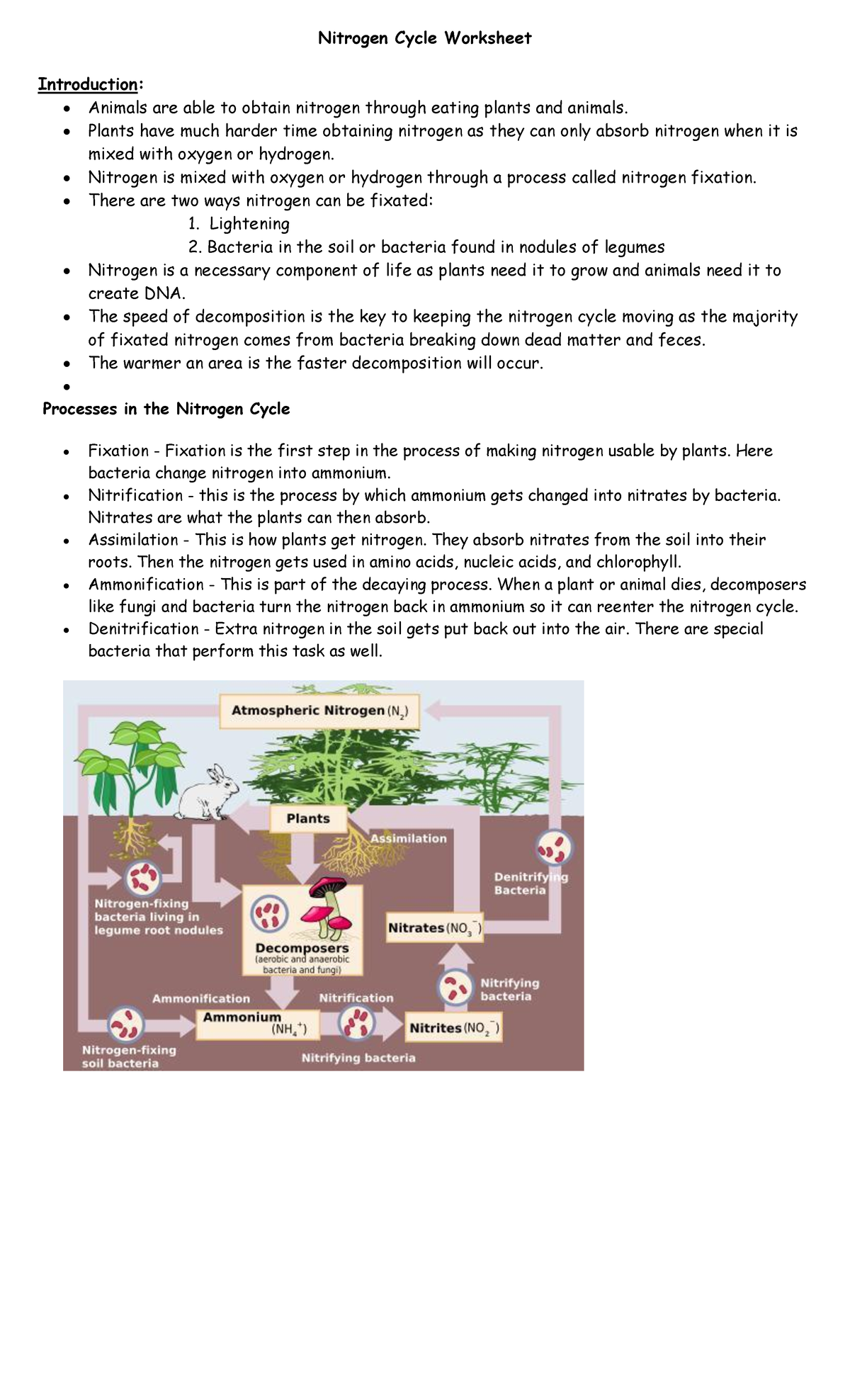 Kami Export - Eliseo Ortizparedes - nitrogen cycle w questions - Nitrogen  Cycle Worksheet - Studocu