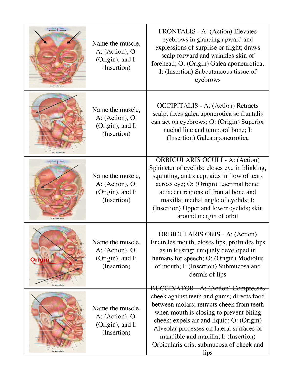 APMuscles Muscle Name the muscle A Action O Origin