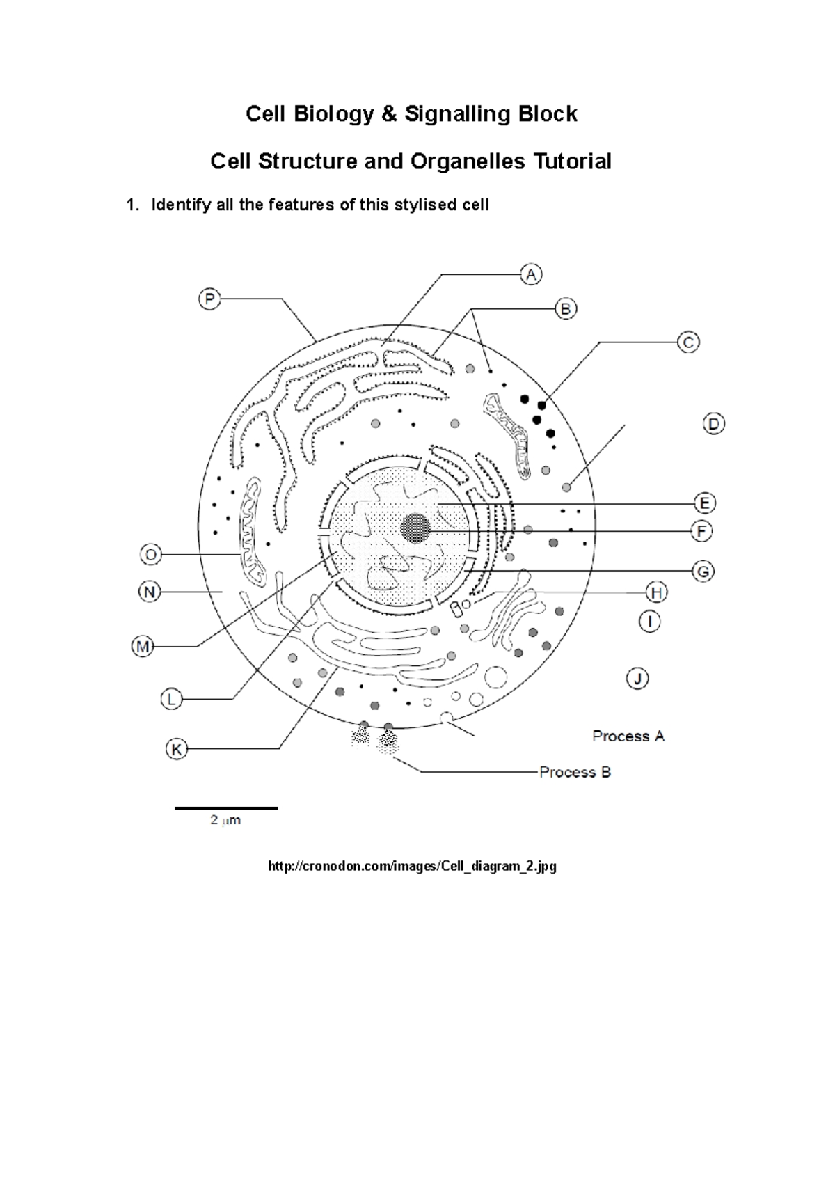 CBS Cell Structre and Organelle Tutorial 2022 - MBBS1 - KCL - StuDocu