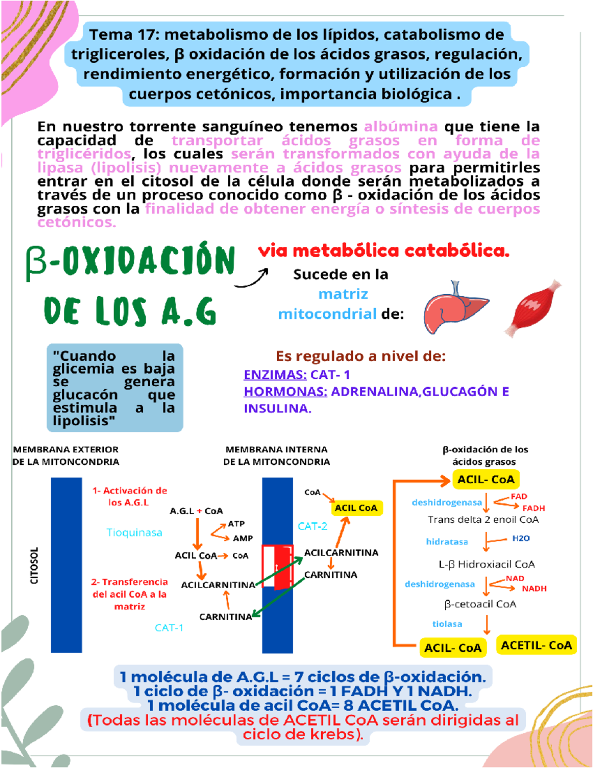 Beta oxidacion de los acidos grasos morfofisiologia 1 Studocu