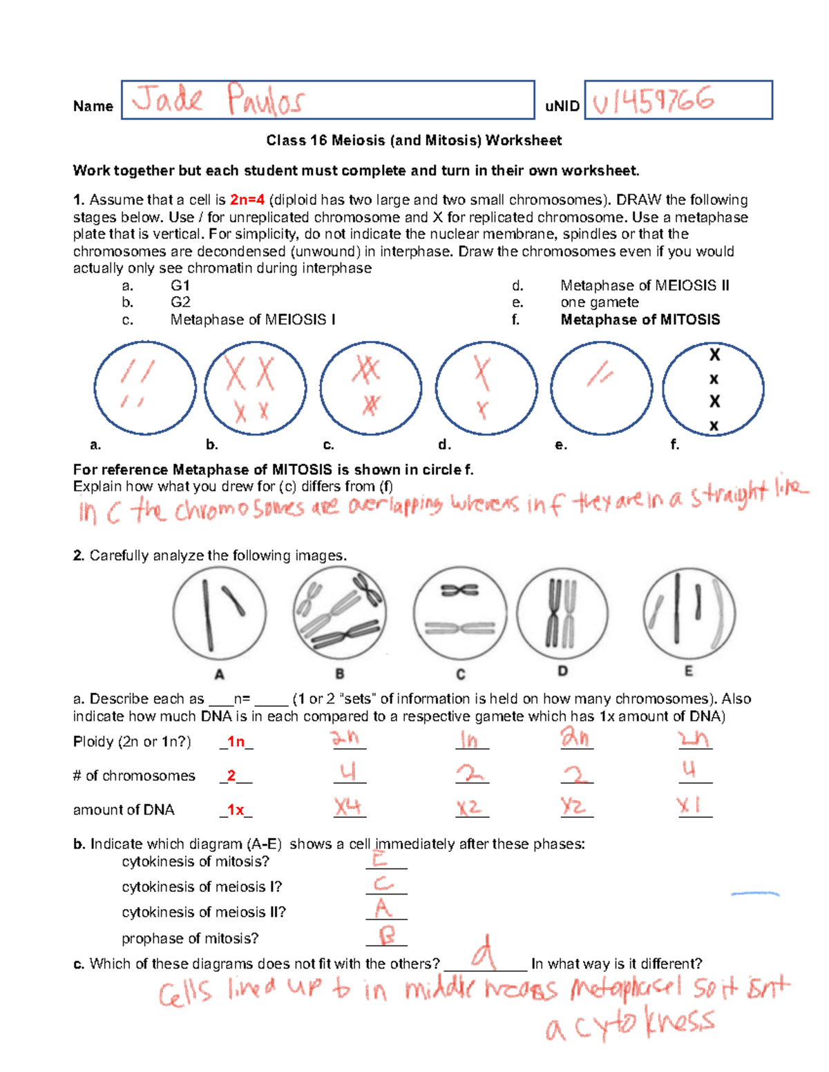 3-Worksheet+16+Meiosis+S%2724 - Name uNID Class 1 6 Meiosis (and ...
