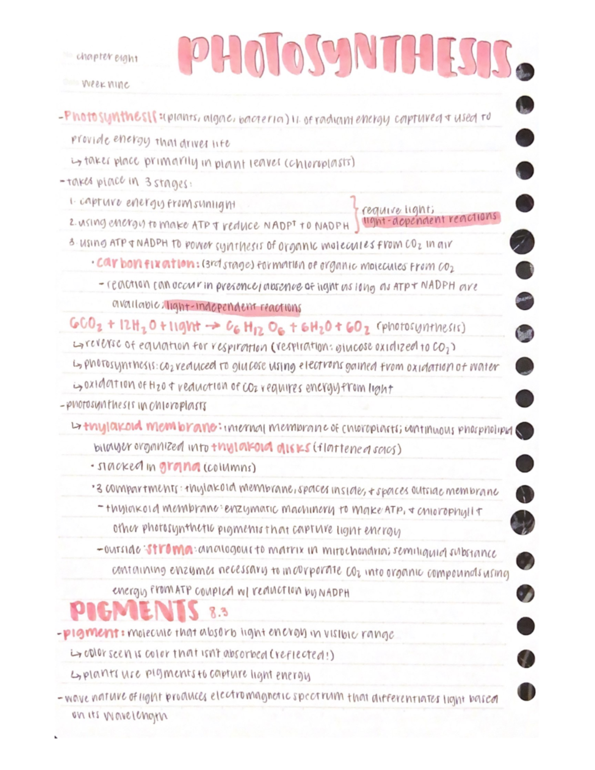 Photosynthesis - Lecture notes from Dr. Warren's BIOL200 class - BIOL ...