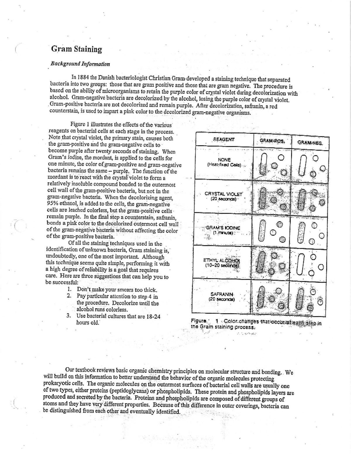 Gram Stain Lab - Studocu