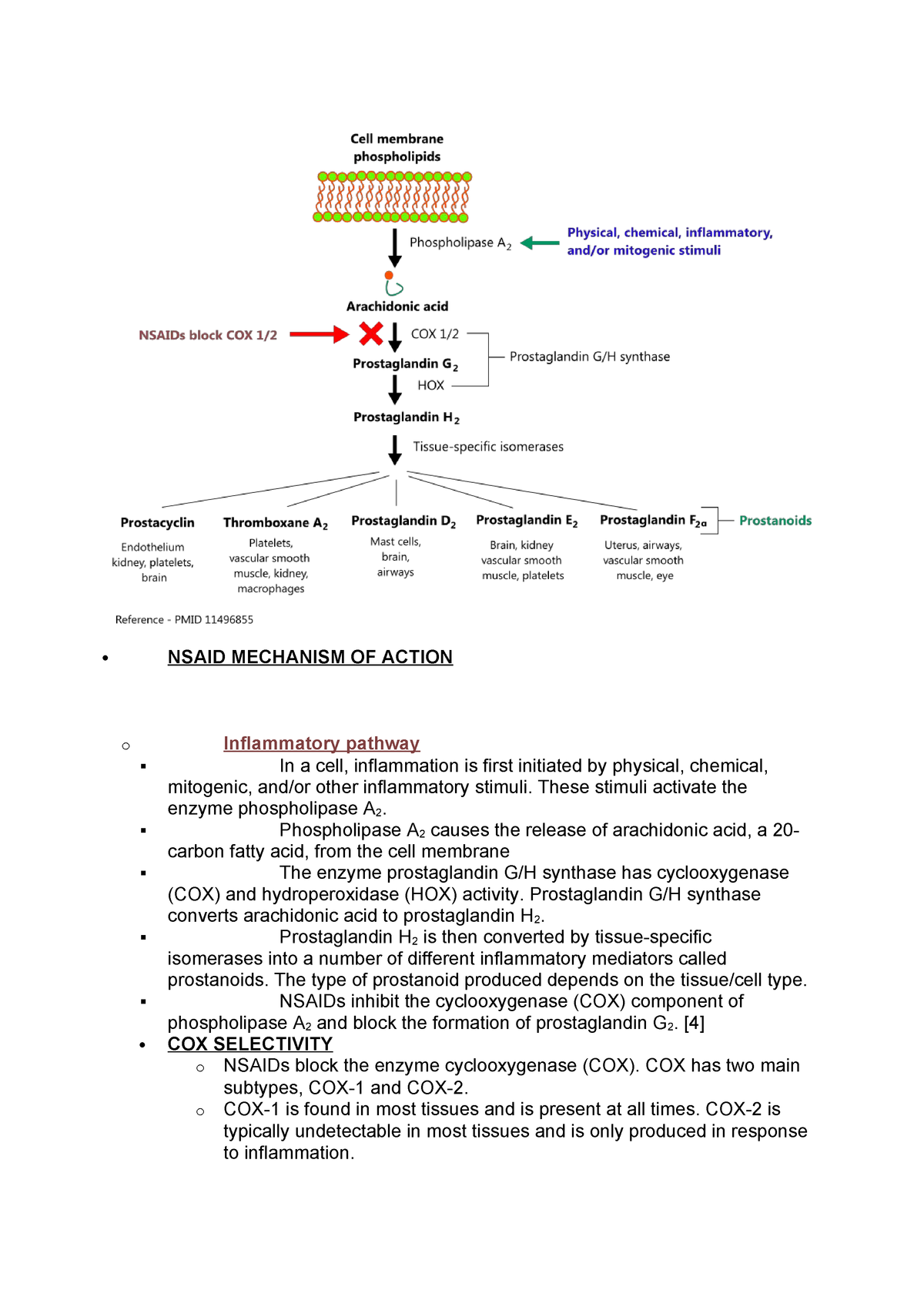 Nsaid Mechanism Of Action Principles Of Pharmacology Studocu