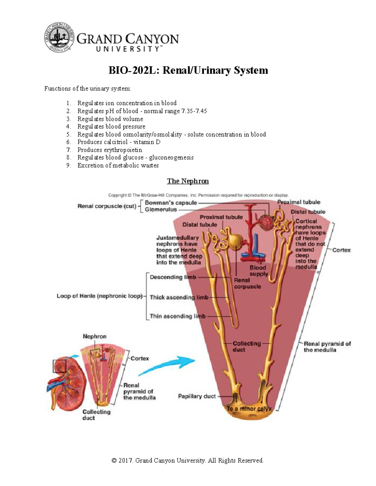 BIO 202 VK Lab 12 Renal System - BIO-202L: Renal/Urinary System ...