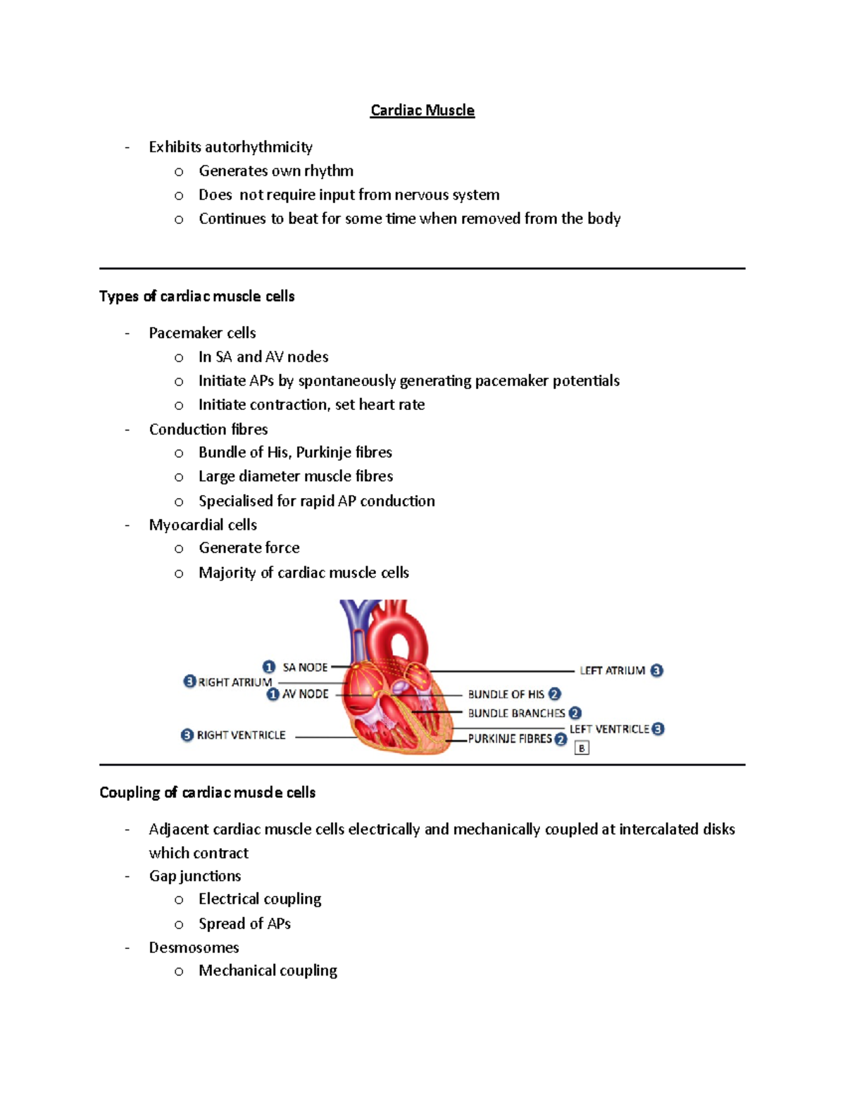 Cardiac Muscle - Cardiac Muscle Exhibits autorhythmicity o Generates ...