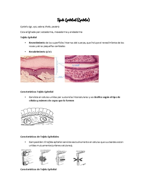 Histologia de Salpinges - Histología – SALPINGES Son dos estructuras ...