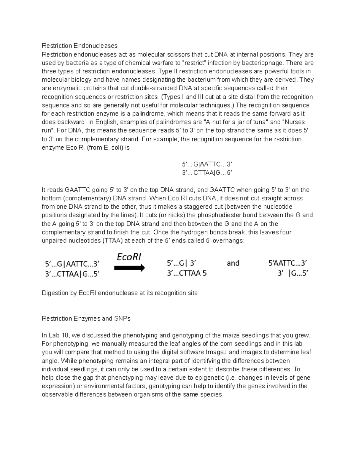 Maize DNA Extraction Phenotype to Genotype - Restriction Endonucleases ...