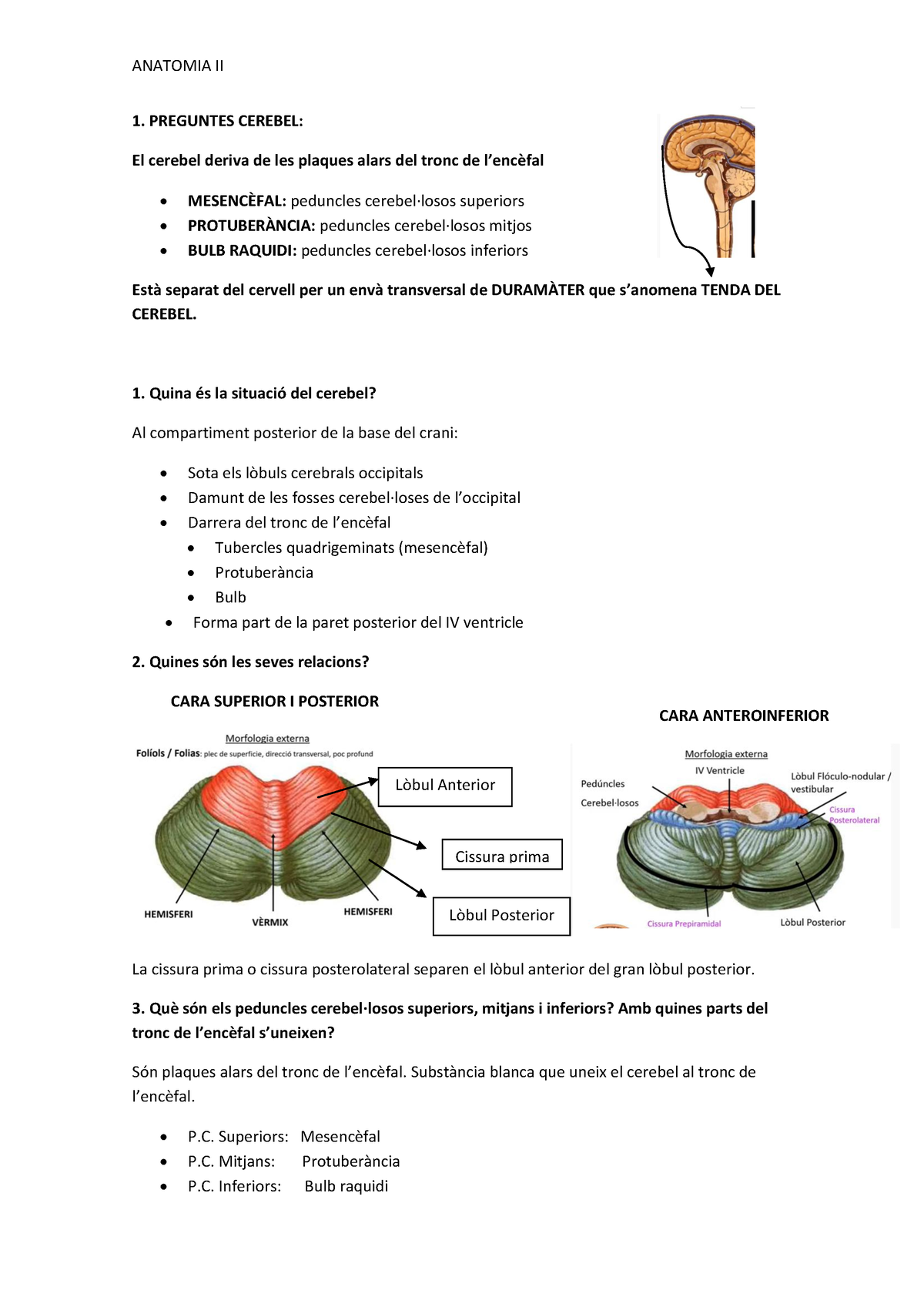 Preguntas Anato II 1 Sn Y Embroilogia Anatomia I URV Studocu