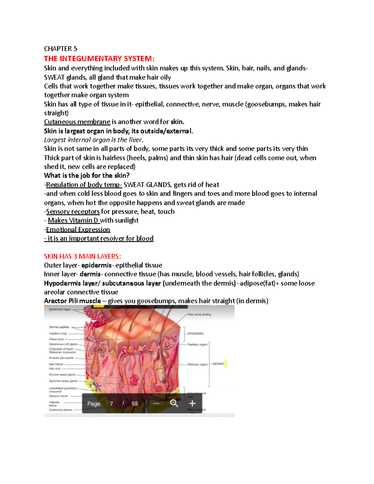 a-p-chapter-5-lecture-professor-dalia-kohan-chapter-5-the