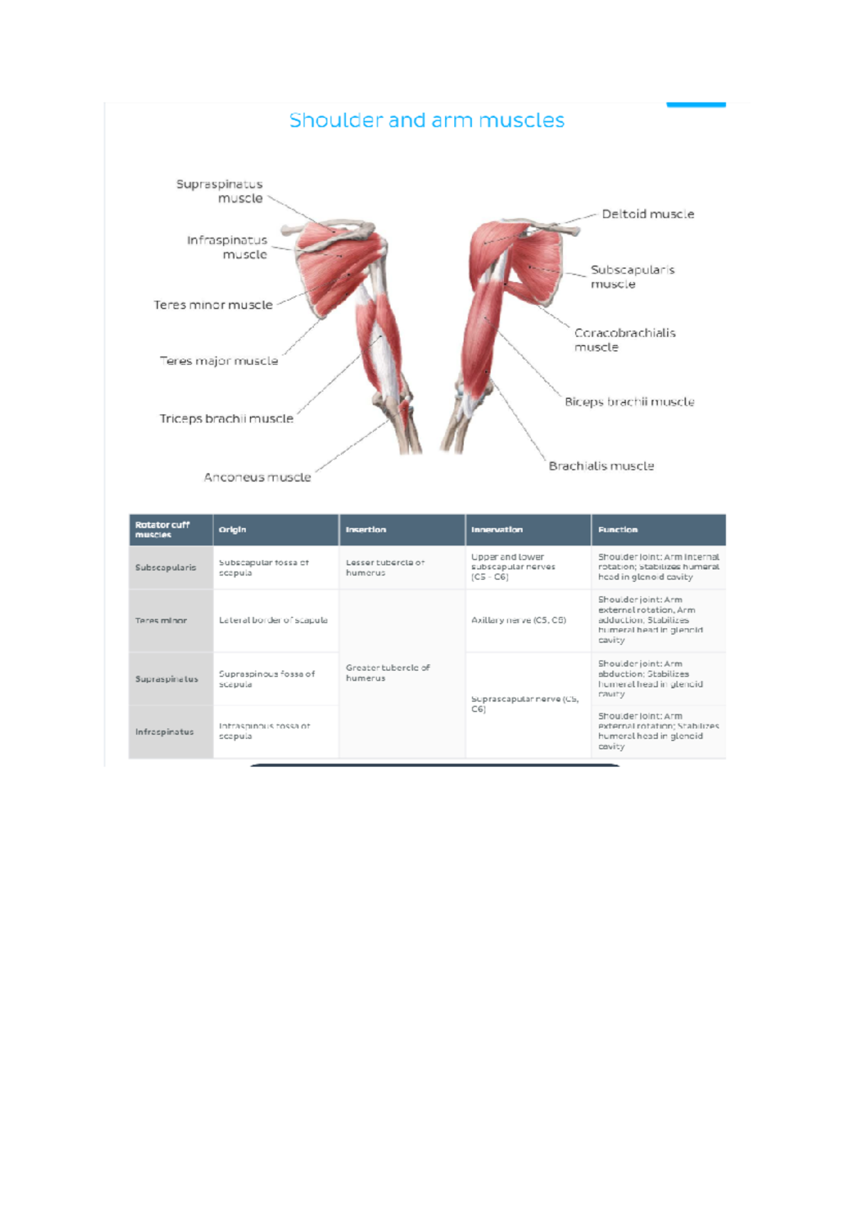 Upper Limb All Muscles - ANAT30007 - Studocu