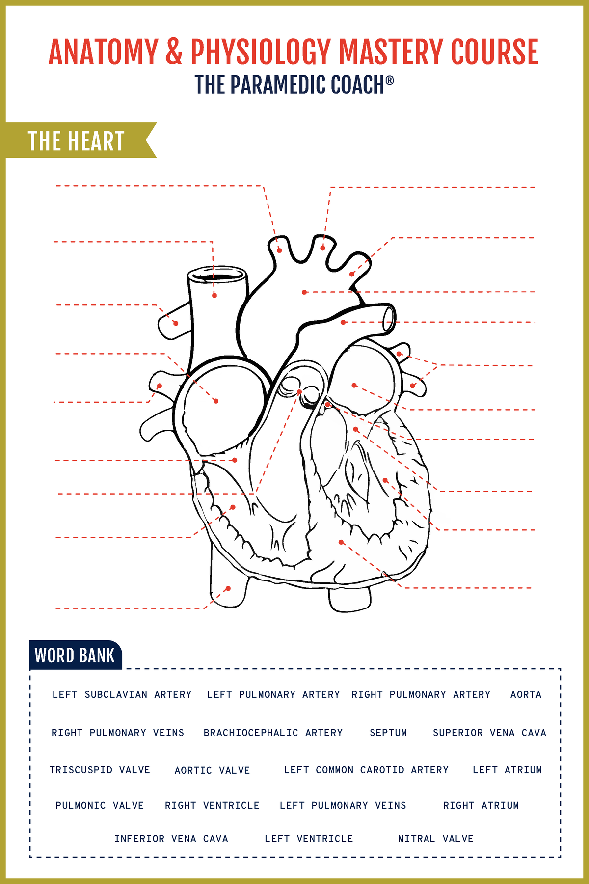 Paramedic Coach Heart-Anatomy WKST - THE HEART ANATOMY & PHYSIOLOGY ...