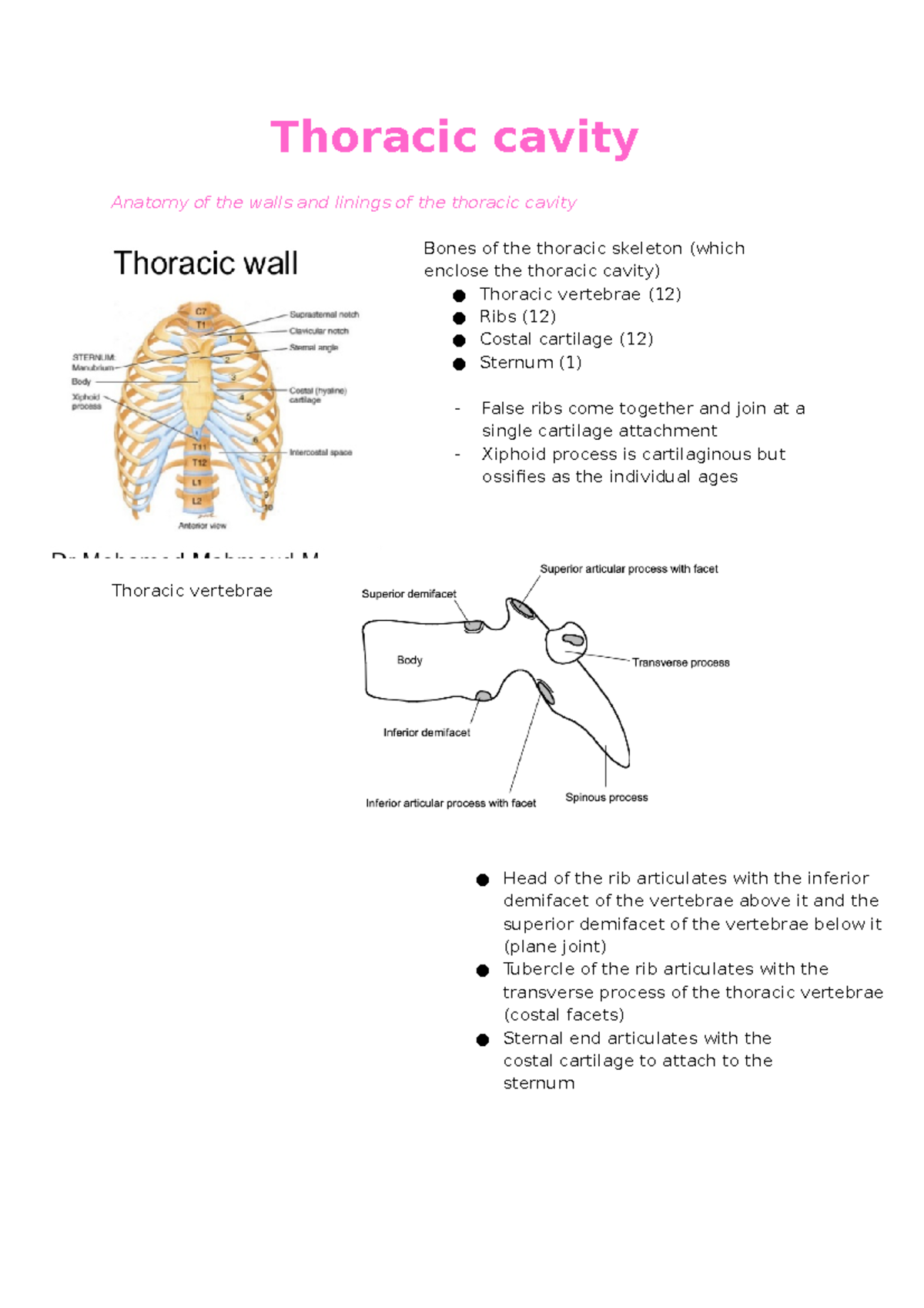 Thoracic Cavity - Thoracic Cavity Anatomy Of The Walls And Linings Of ...