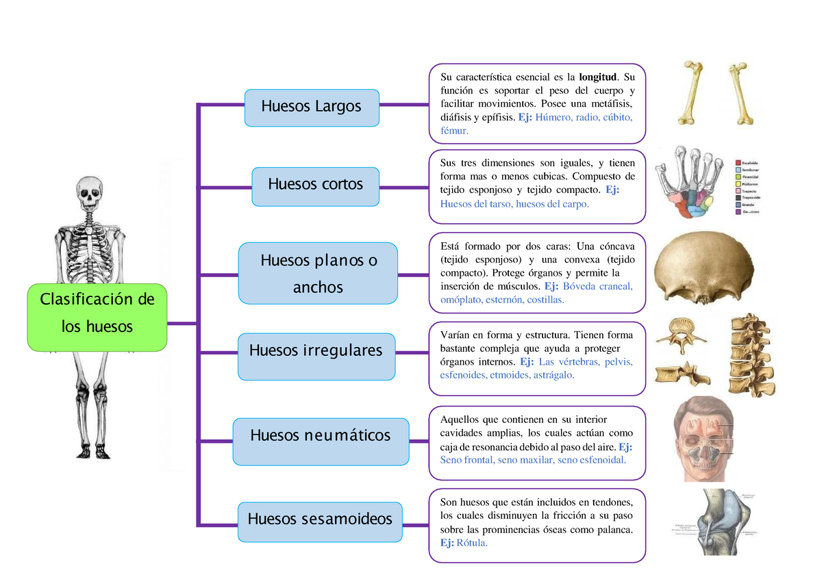 Mapa-conceptual del sistema oseo - Clasificación de los huesos Huesos  Largos Huesos cortos Huesos - Studocu
