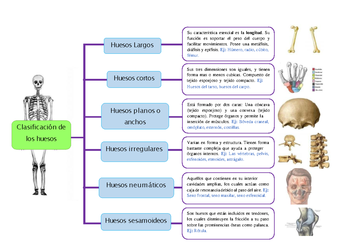 Analisis Integral Del Movimiento Humano Sistema Oseo Anatomia Y Images