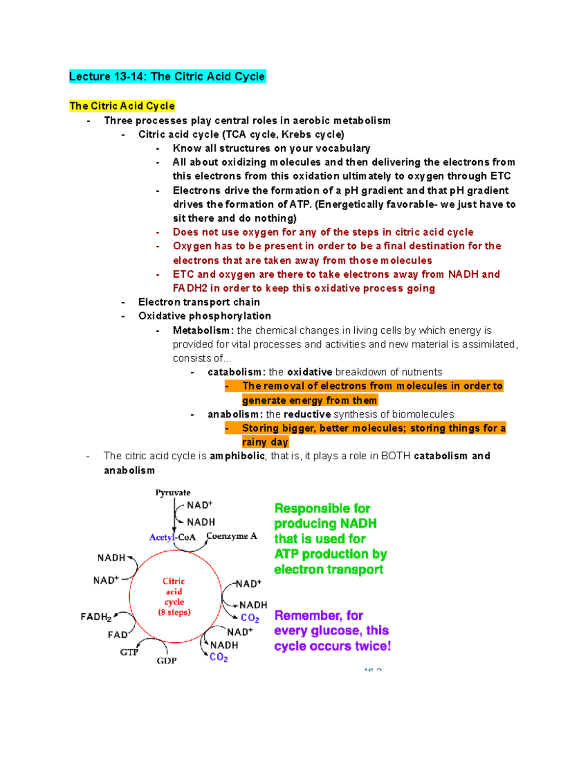 Biochem MT #2 (Lec. 13-14) - Lecture 13-14: The Citric Acid Cycle The ...