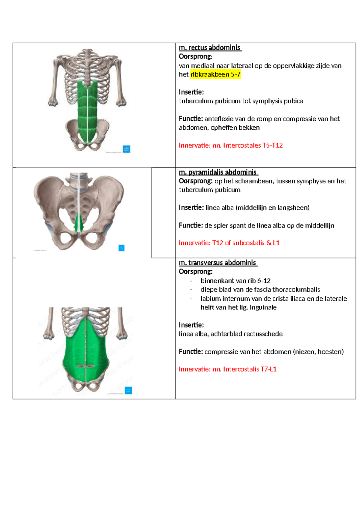Spieren onderste kwadrant - m. rectus abdominis Oorsprong: van mediaal ...