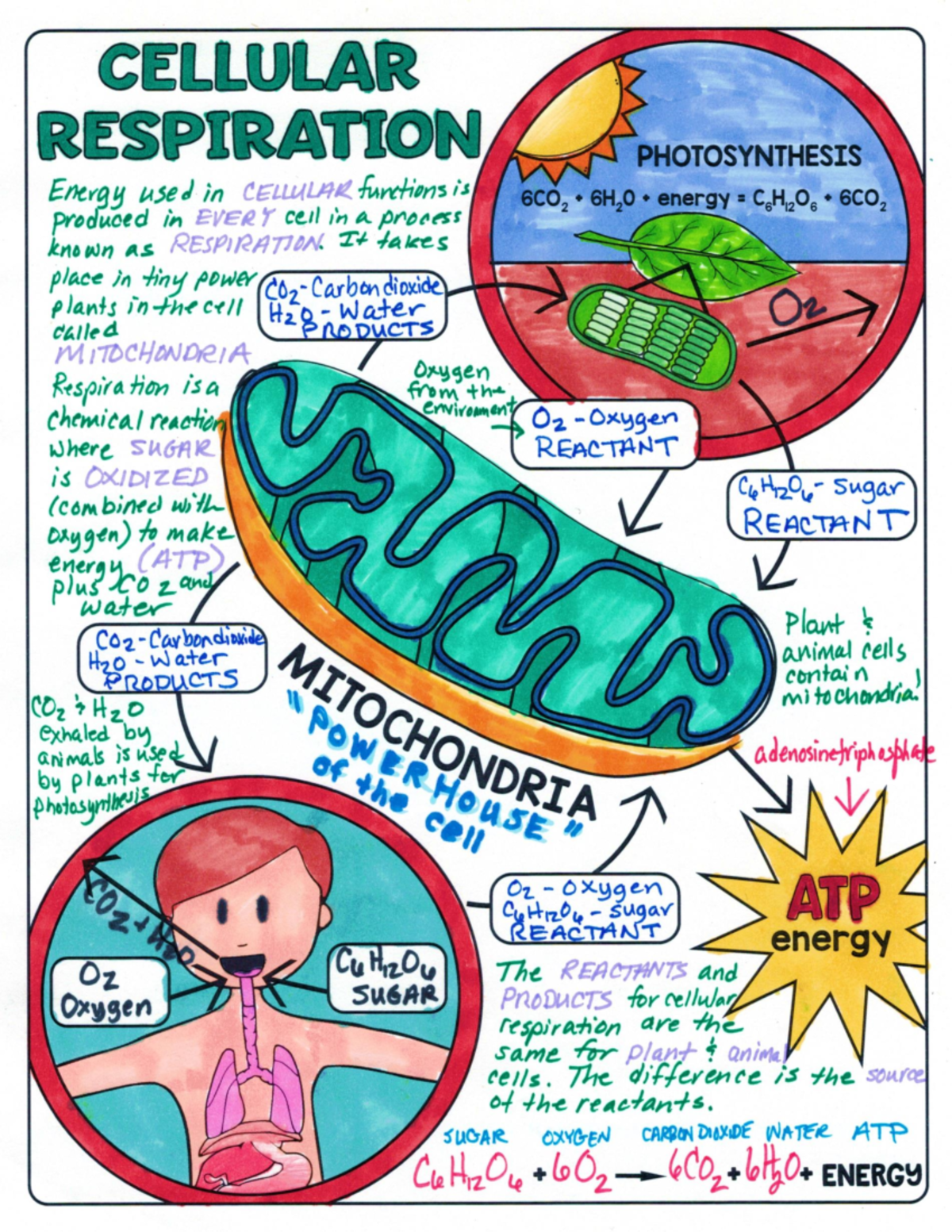 Respiration example - CELLULAR RESPIRATION PHOTOSYNTHESIS Energy used ...