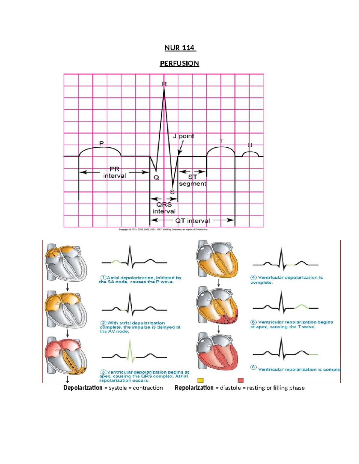 Cardiac strips - strip - NUR 114 PERFUSION Depolarization = systole ...