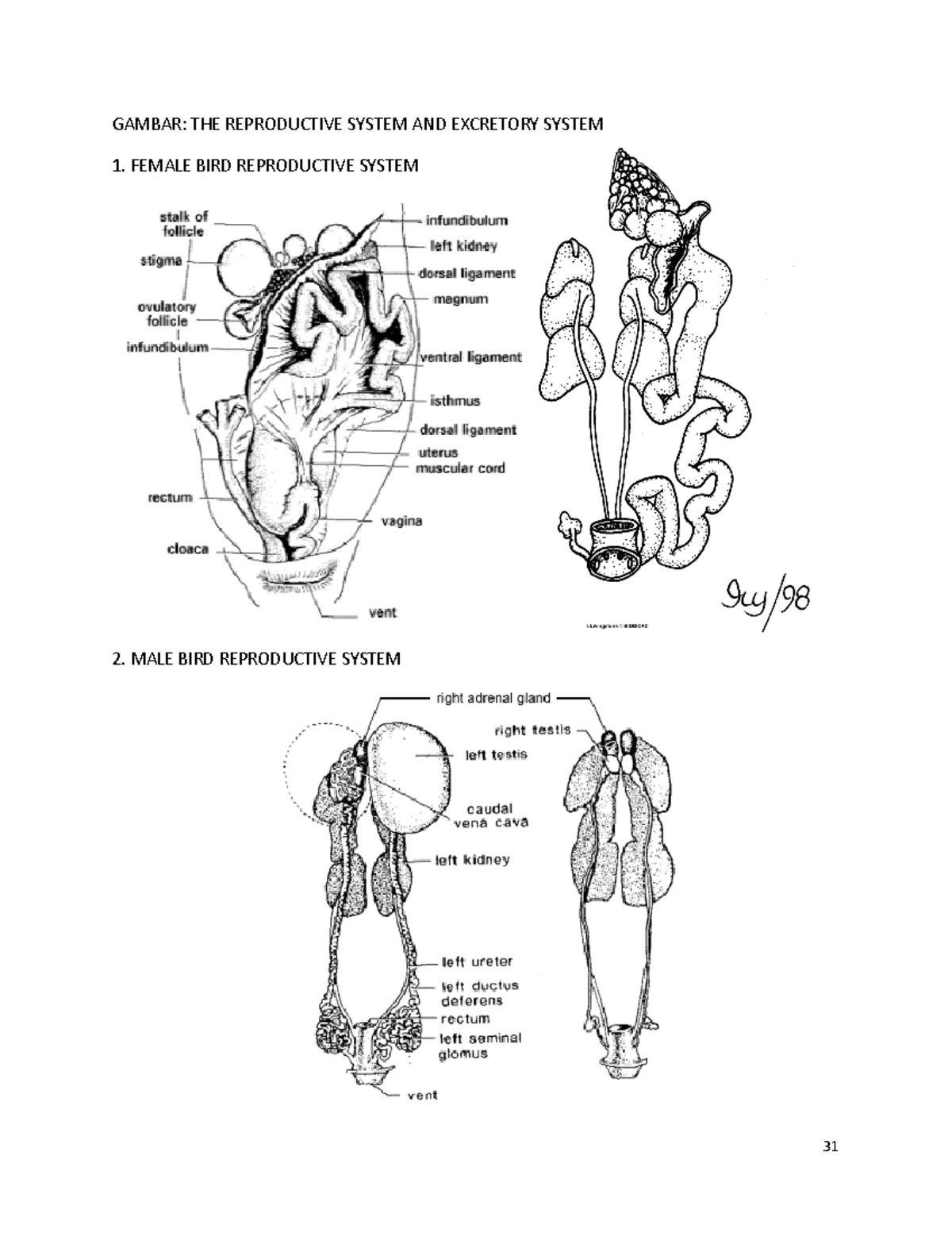 Atlasanatomihewan 2020 1 43 31 34 - GAMBAR: THE REPRODUCTIVE SYSTEM AND