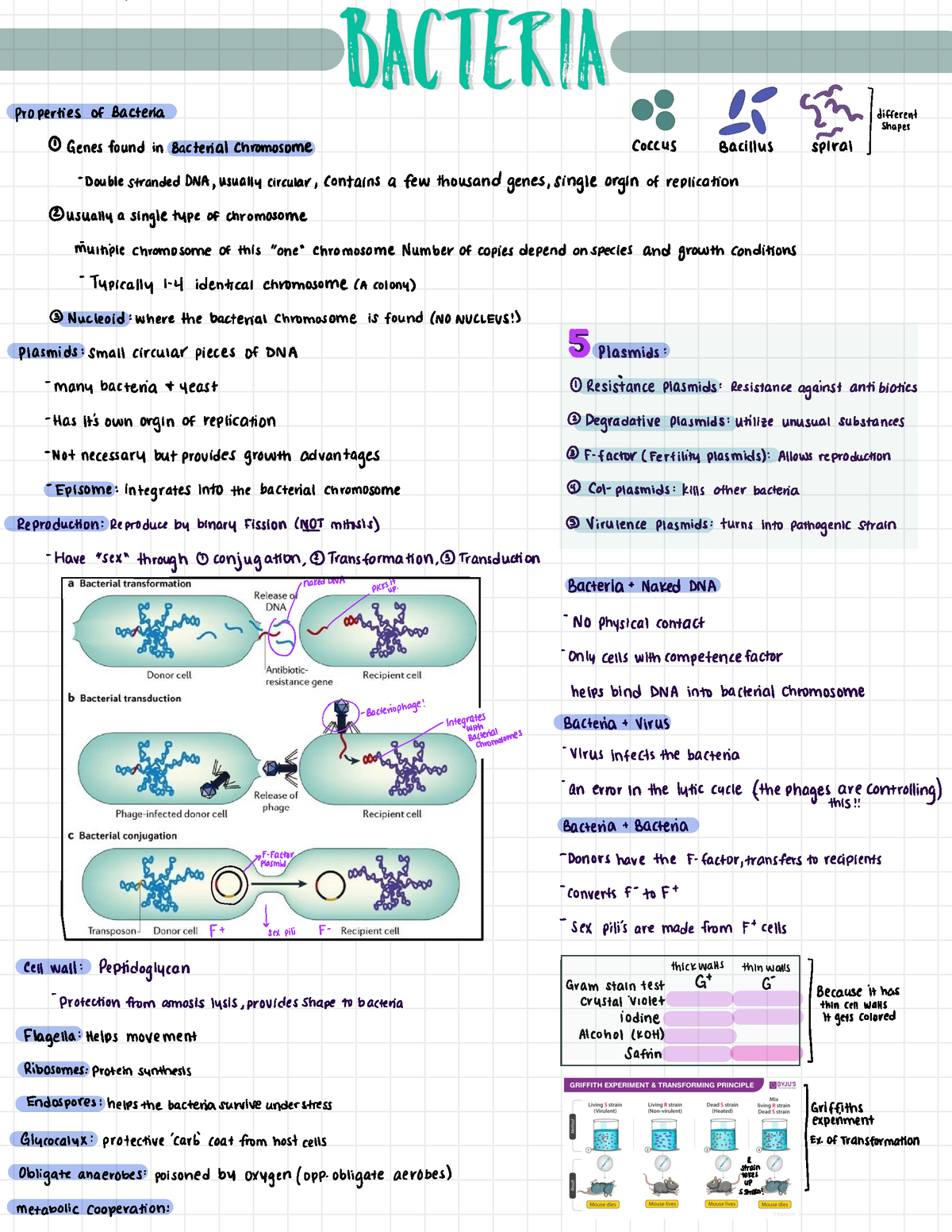 Bacteria - Catherine McEntee Bio 1001 Class chapter summary sheets 