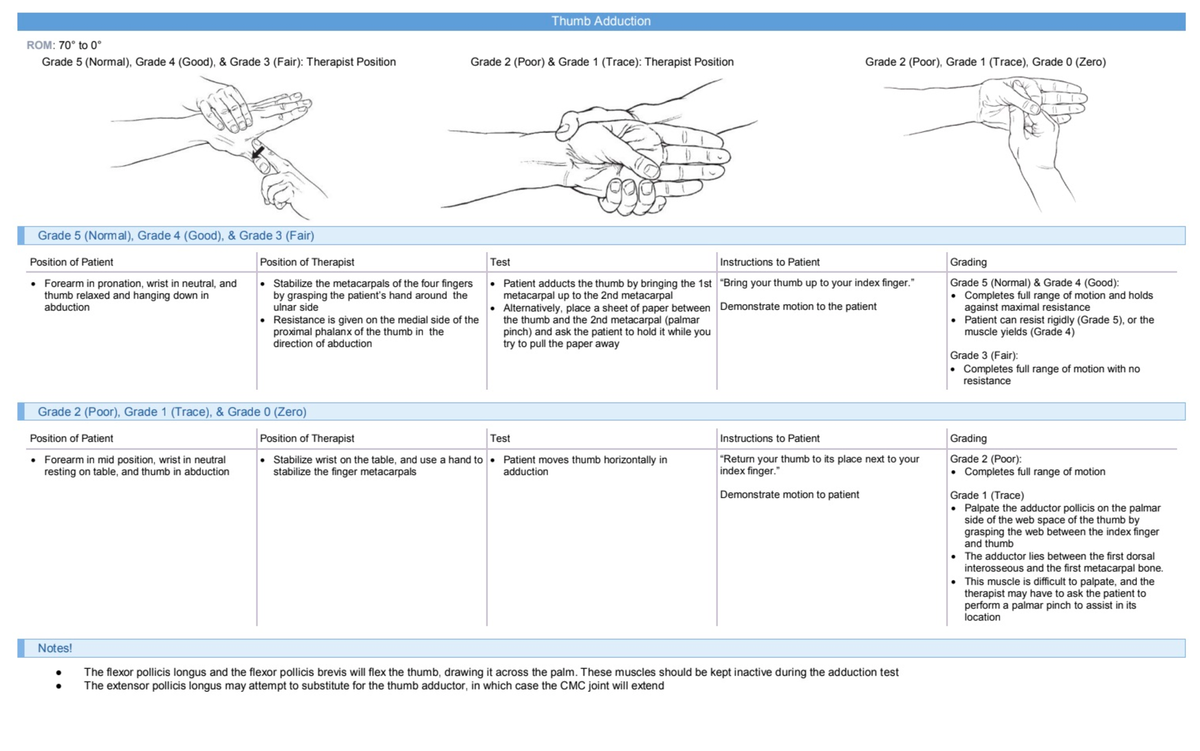 MMT Thumb - MMT - Physical Therapy - Studocu