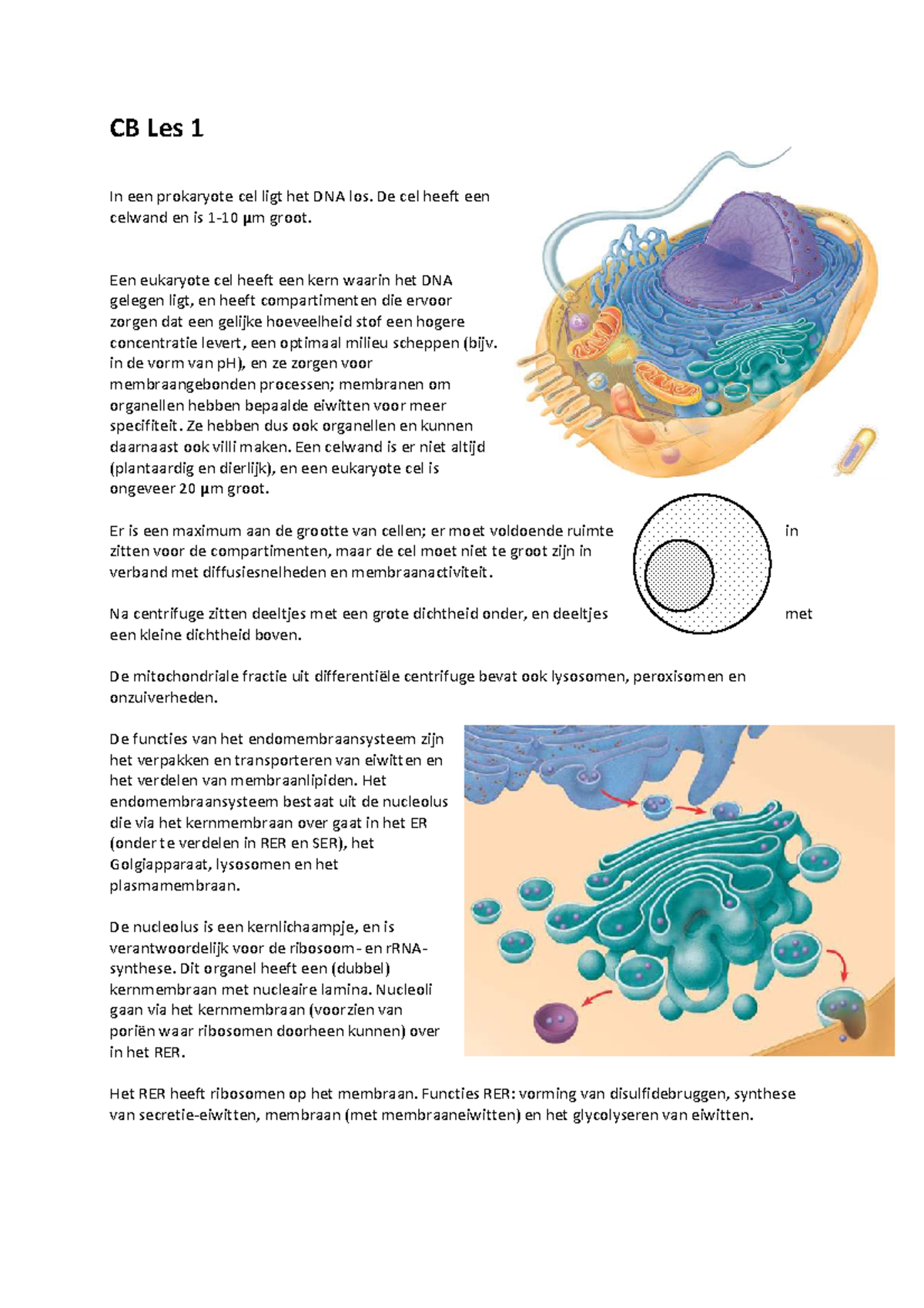 Samenvatting Cellulaire Biochemie - CB Les 1 In Een Prokaryote Cel Ligt ...