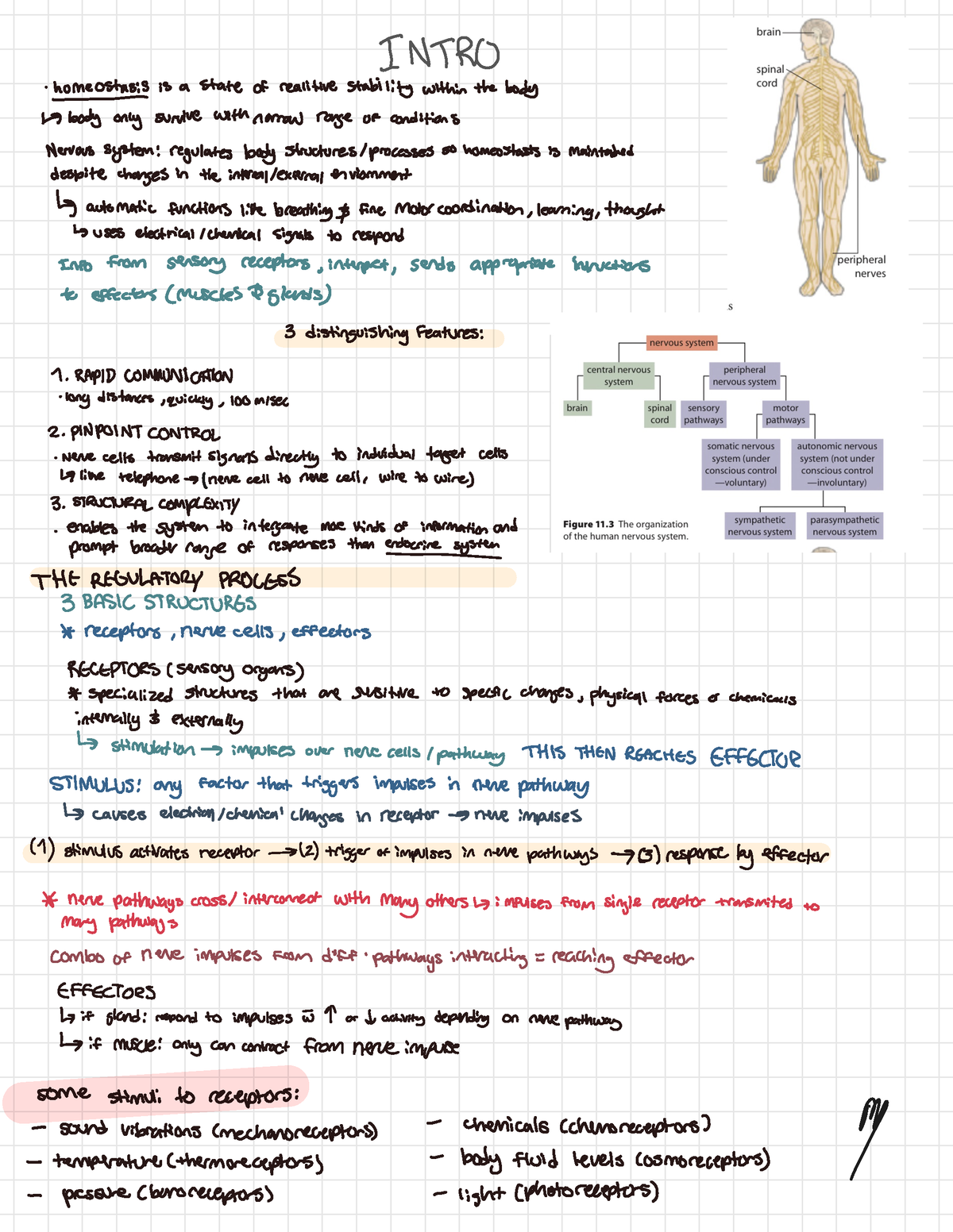 Nervous System Notes - INTRO homeostasis is a state of reali tire ...