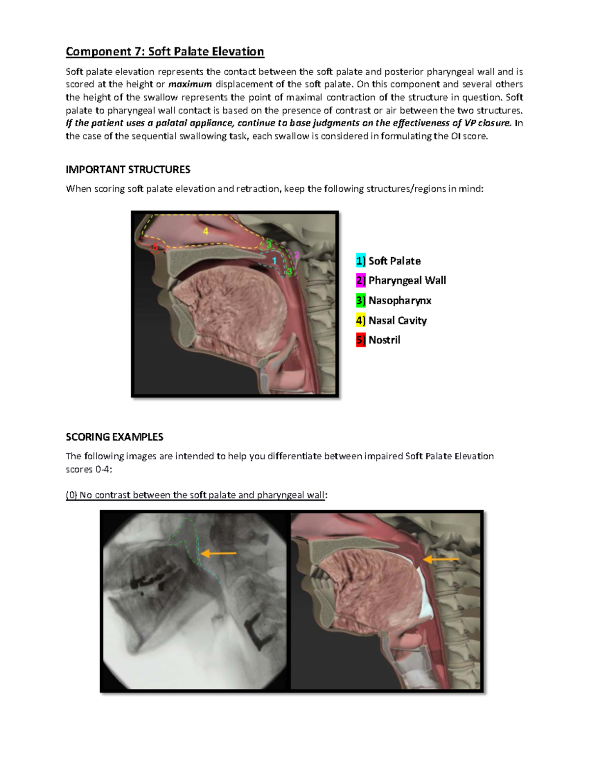 7Soft Palate Elevation SPPA 628 Studocu