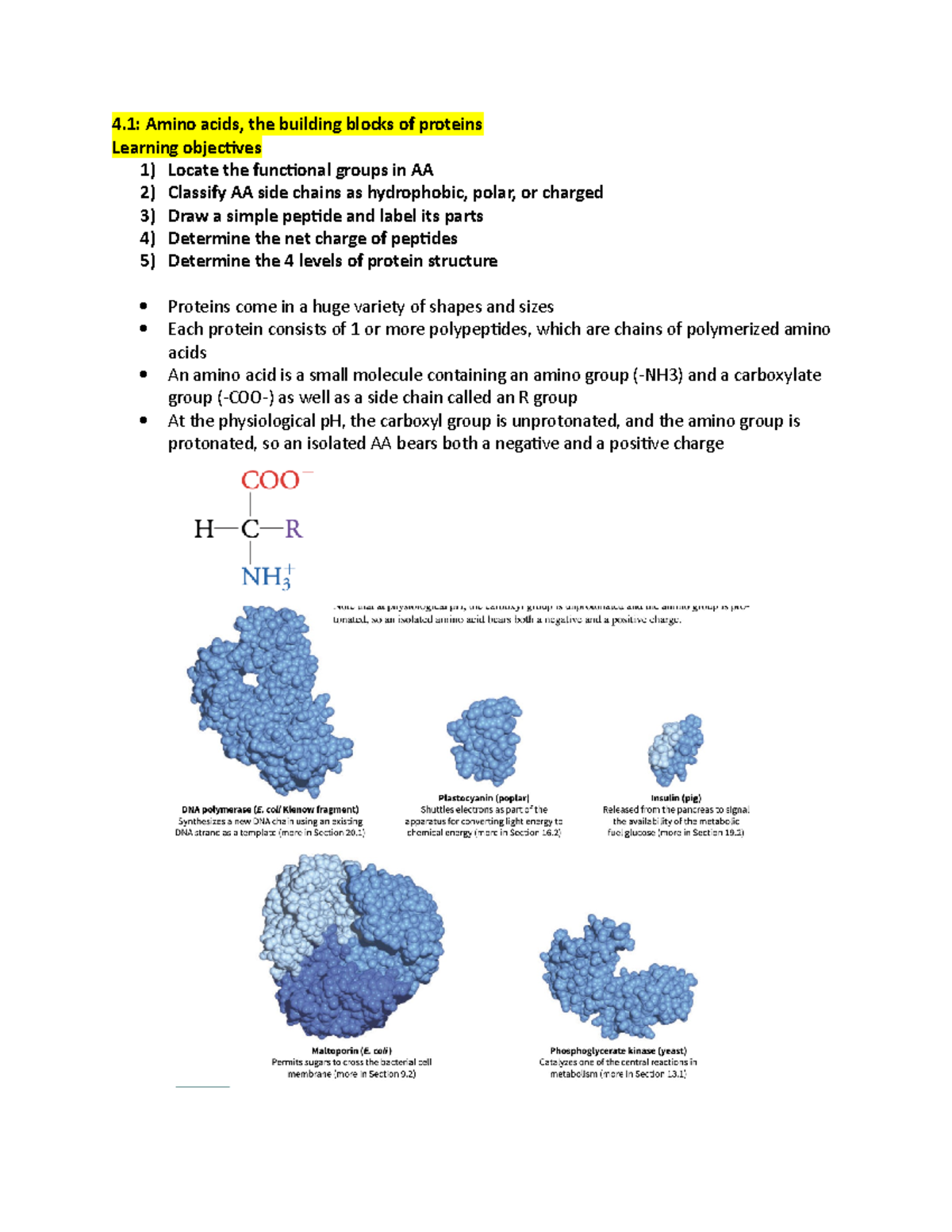 Biochem - 4: Amino acids, the building blocks of proteins Learning ...
