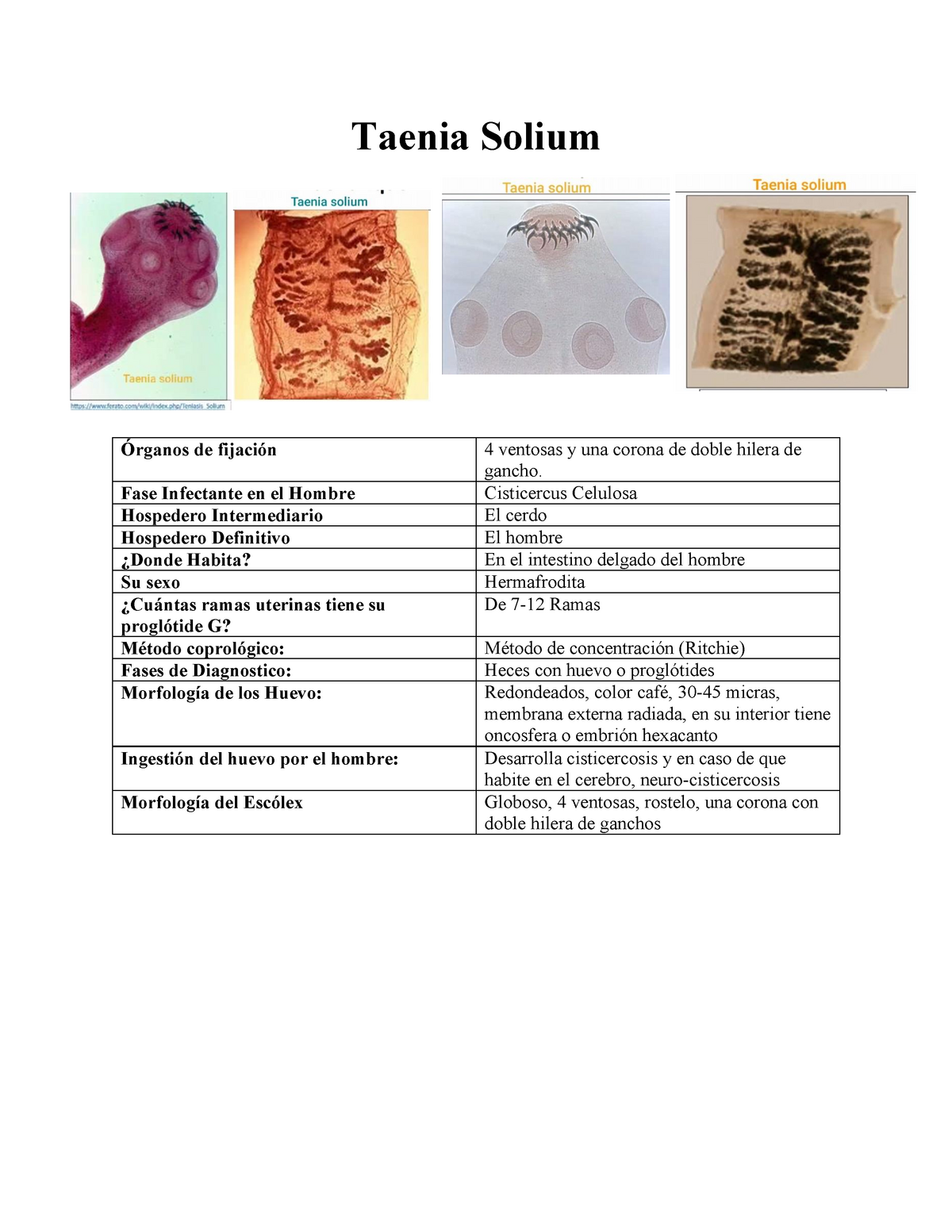 escólex de tenia solium