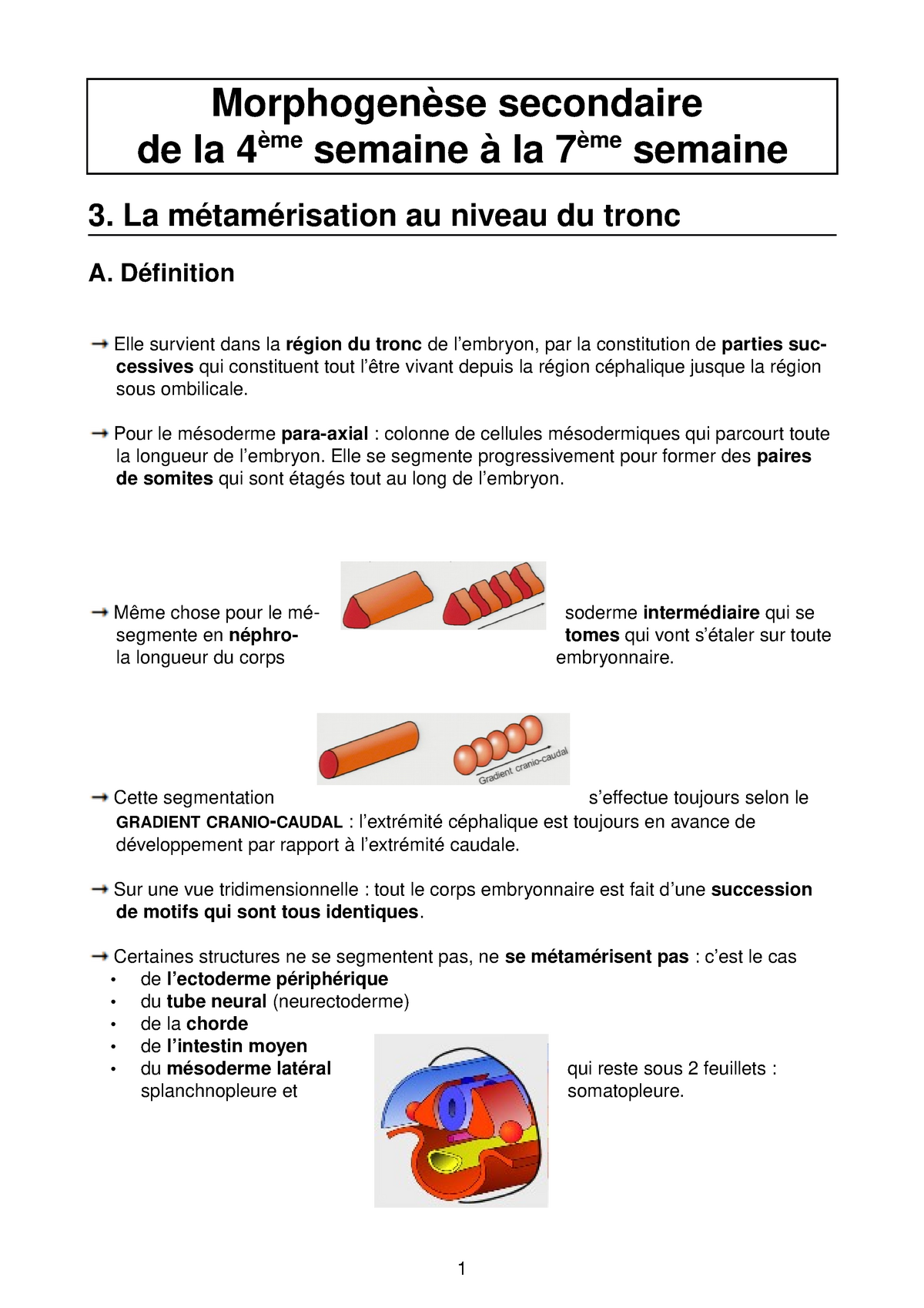 3 Metamerisation Studocu
