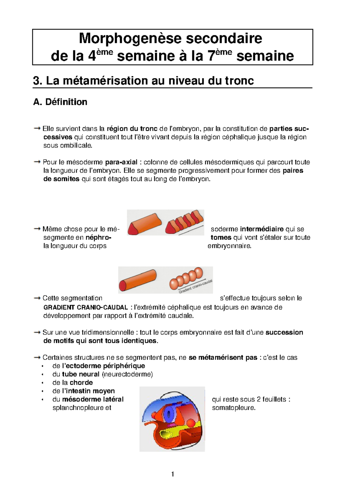 3 Metamerisation Studocu