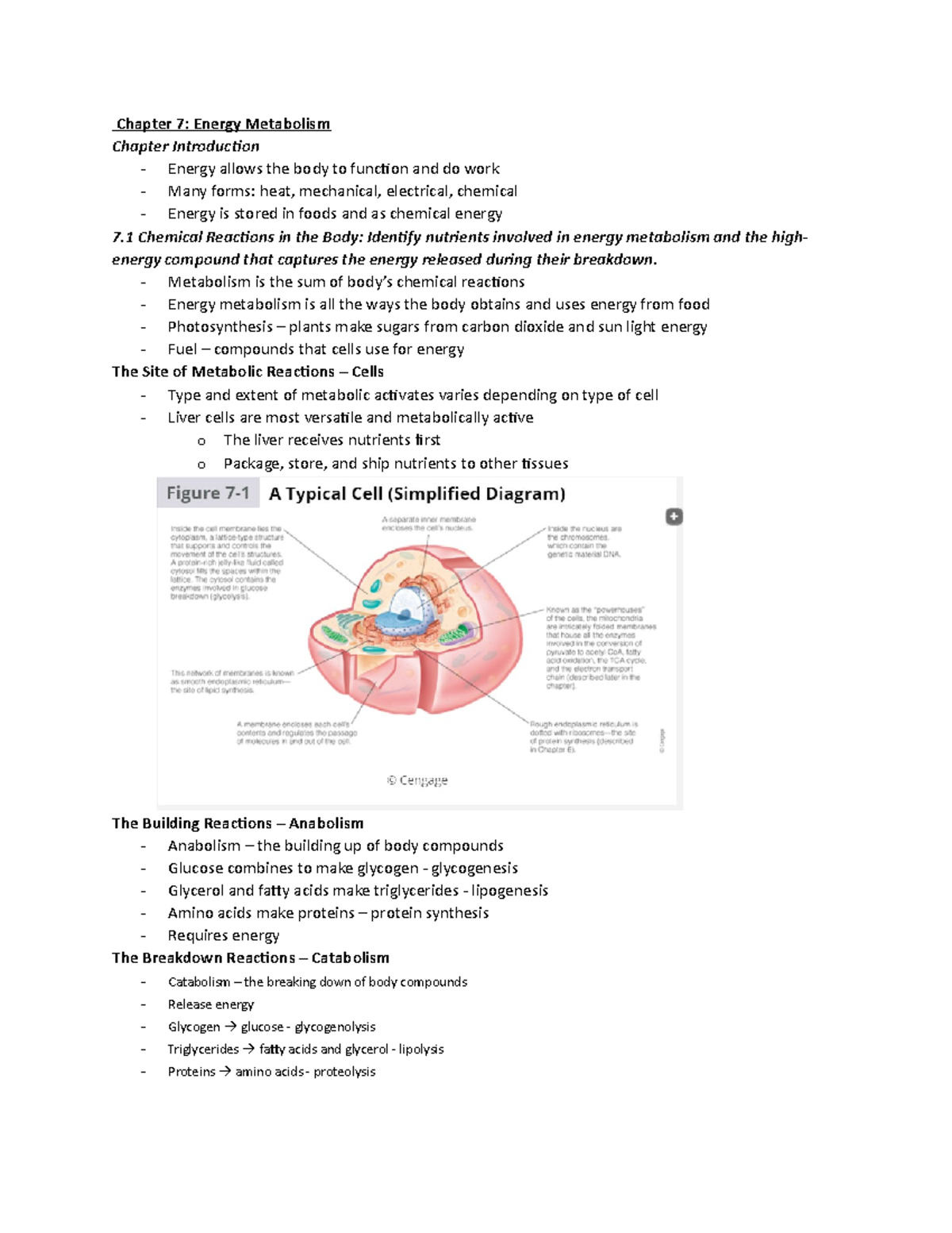 NFS Chapter 7 - Energy Metabolism - Chapter 7: Energy Metabolism ...