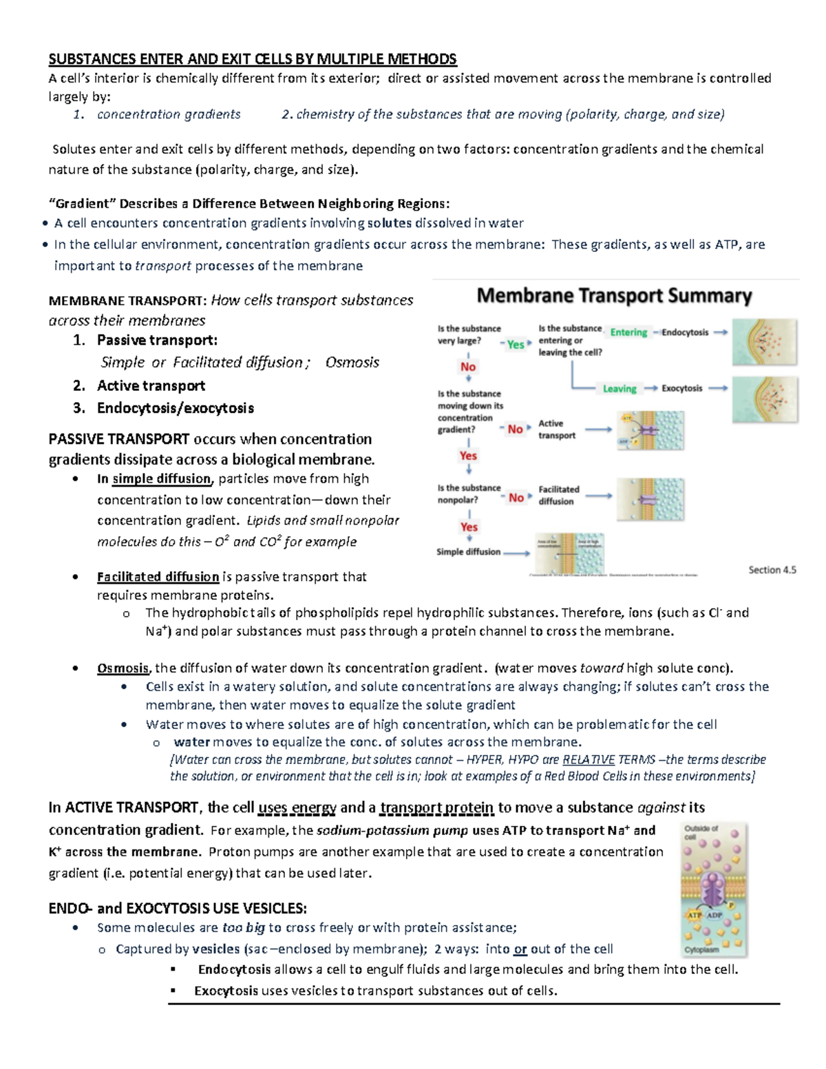 Chapter 4 notes Pg 2 - SUBSTANCES ENTER AND EXIT CELLS BY MULTIPLE ...