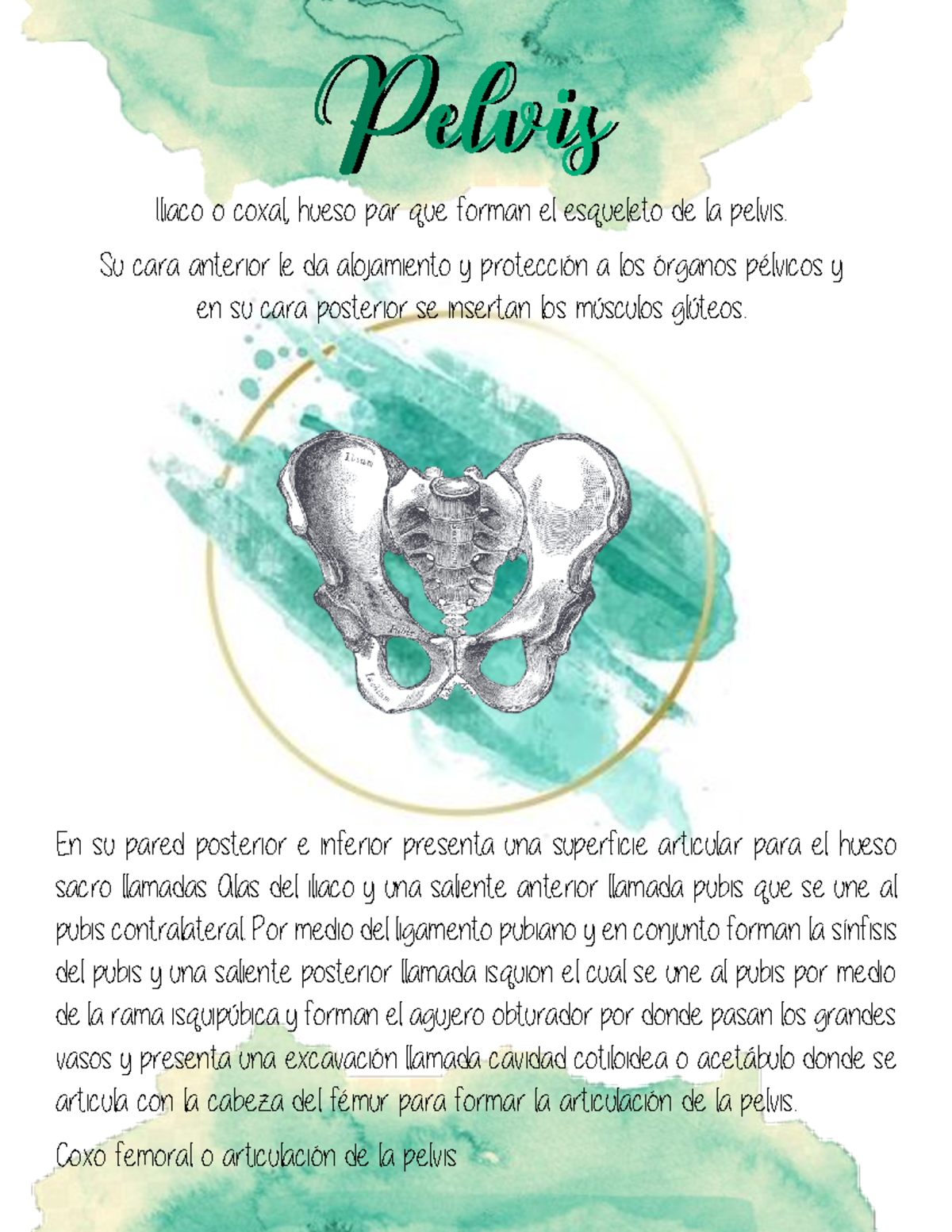 Pelvis - Información Sobre Huesos. - Warning: TT: Undefined Function ...