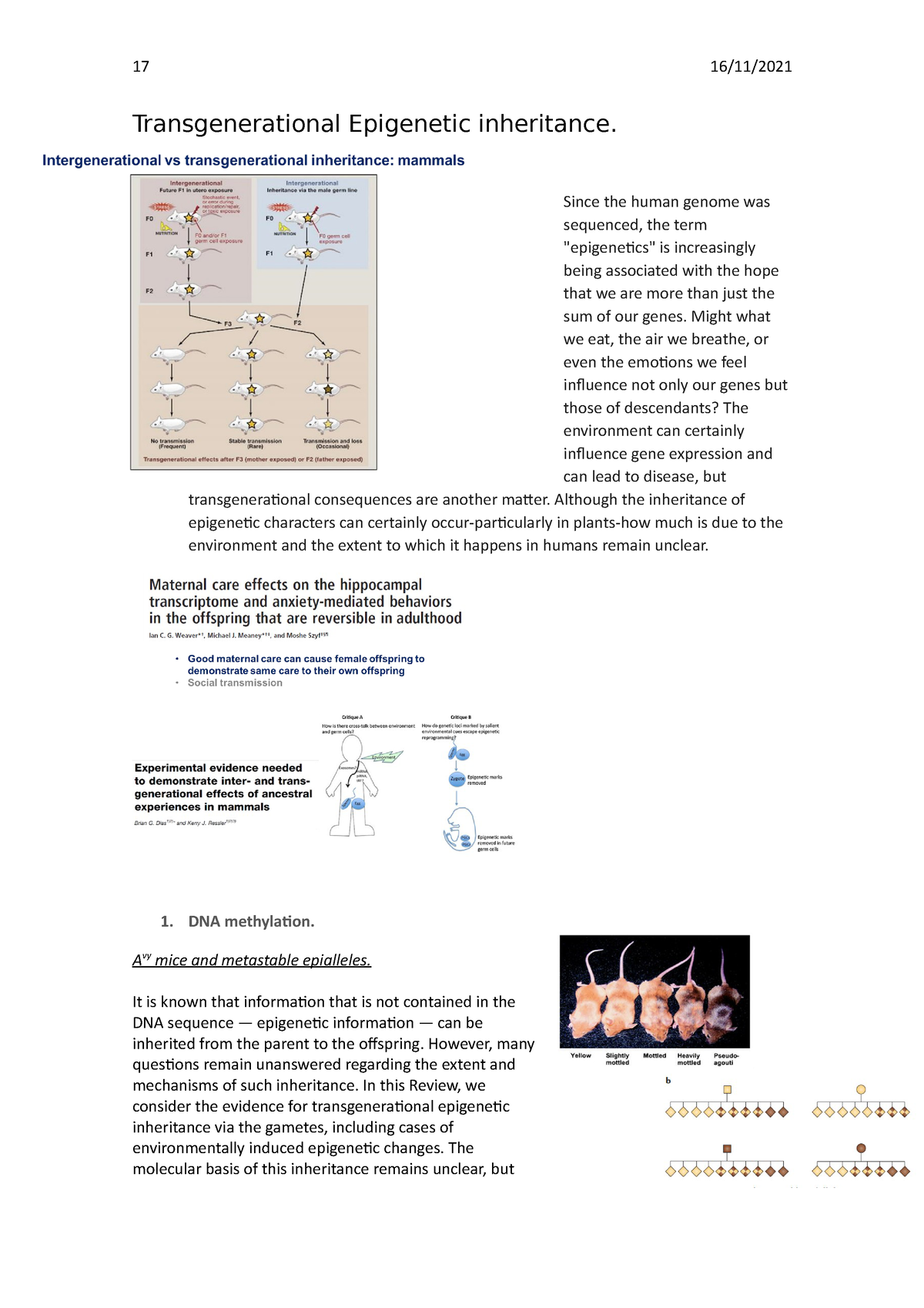 Transgenerational Epigenetic Inheritance - 17 16/11/ Transgenerational ...