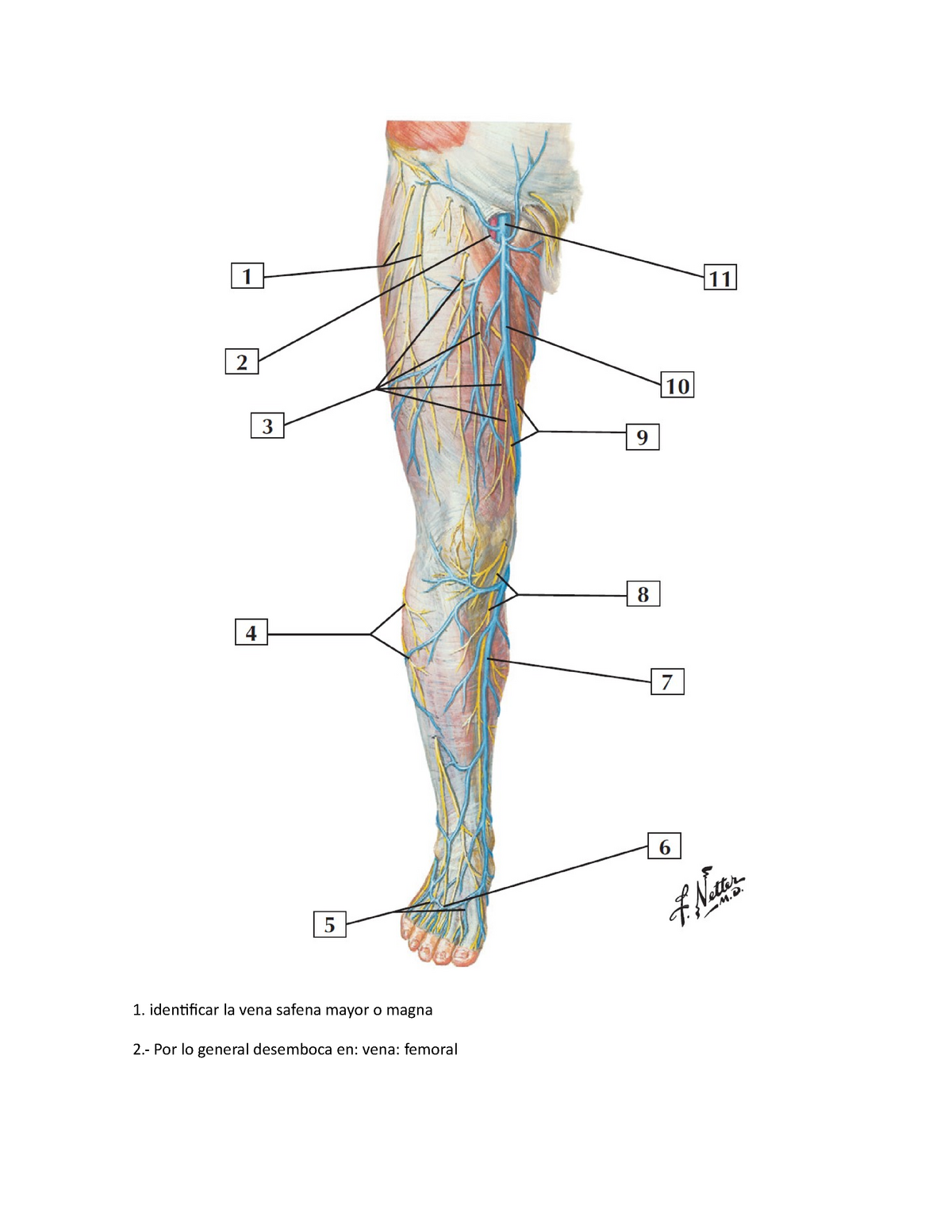 vena femoral vena safena