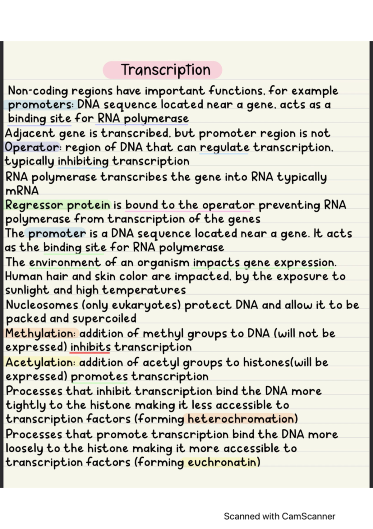 Nucleic Acids Transcription/Translation BIOL 1320 Studocu
