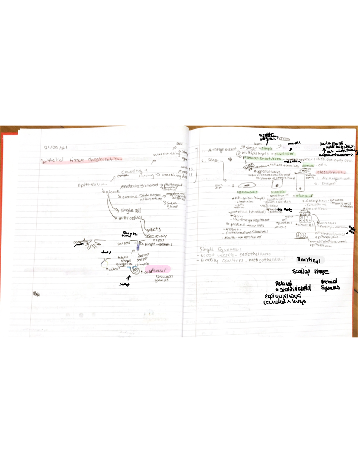 Onlycellis: Understanding Cellular Processes - gk6wwin
