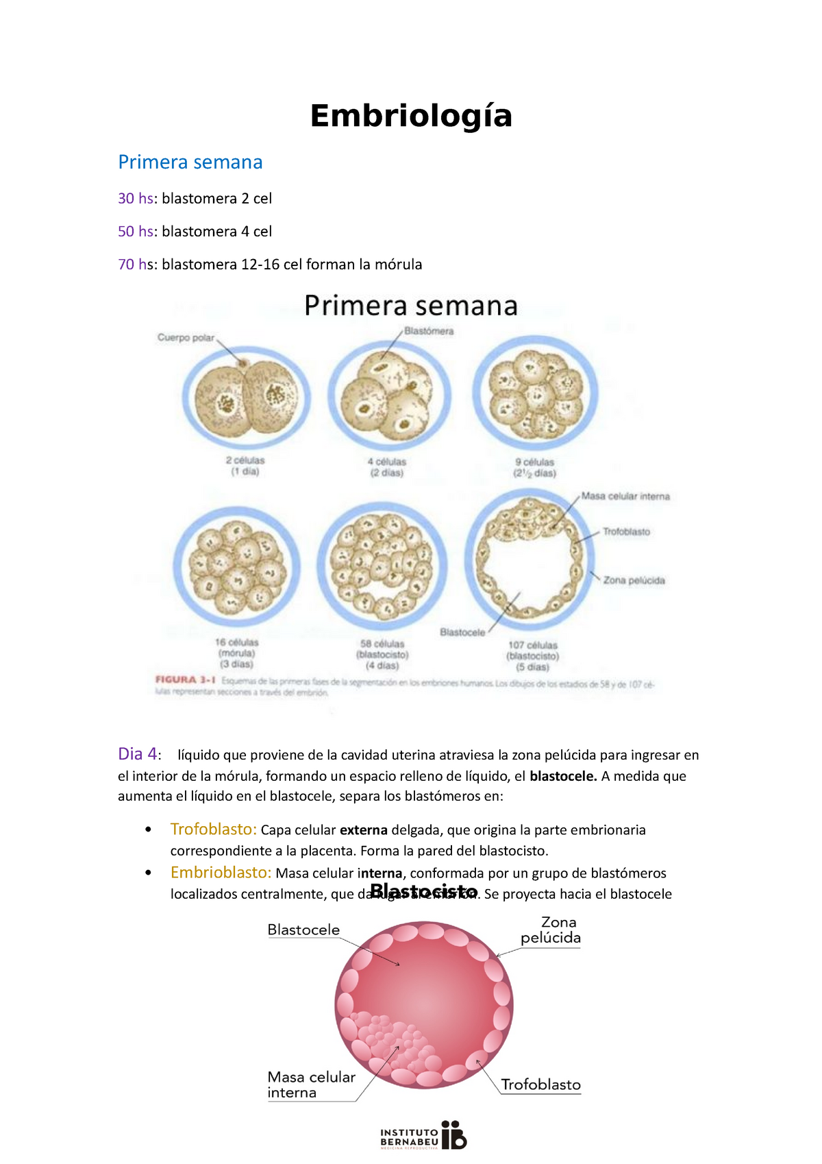 Embriologia De La Primera A La Cuarta Semana Embriología Primera Semana 30 Hs Blastomera 2 0439
