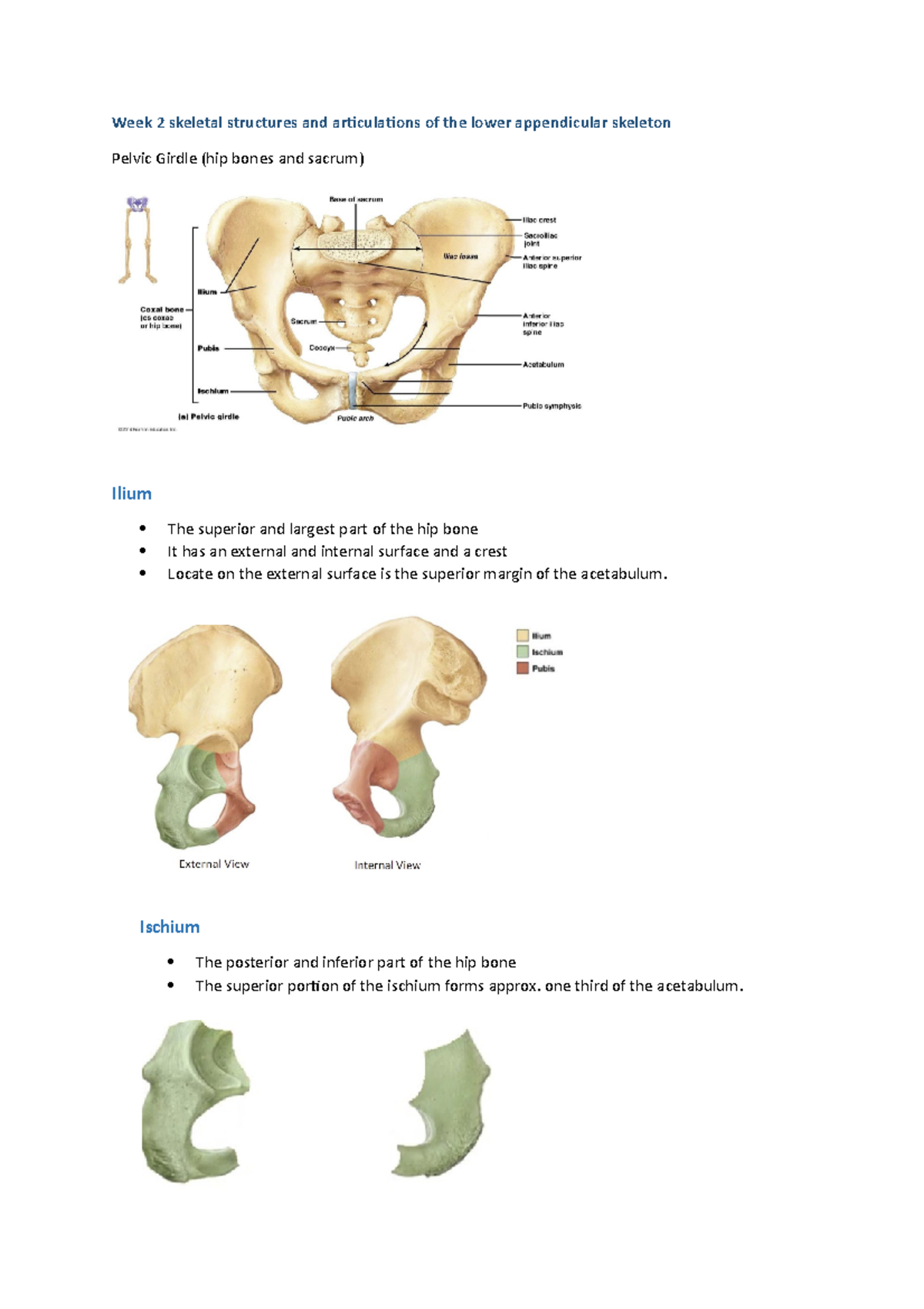 Week 2 skeletal structures and articulations of the lower appendicular ...