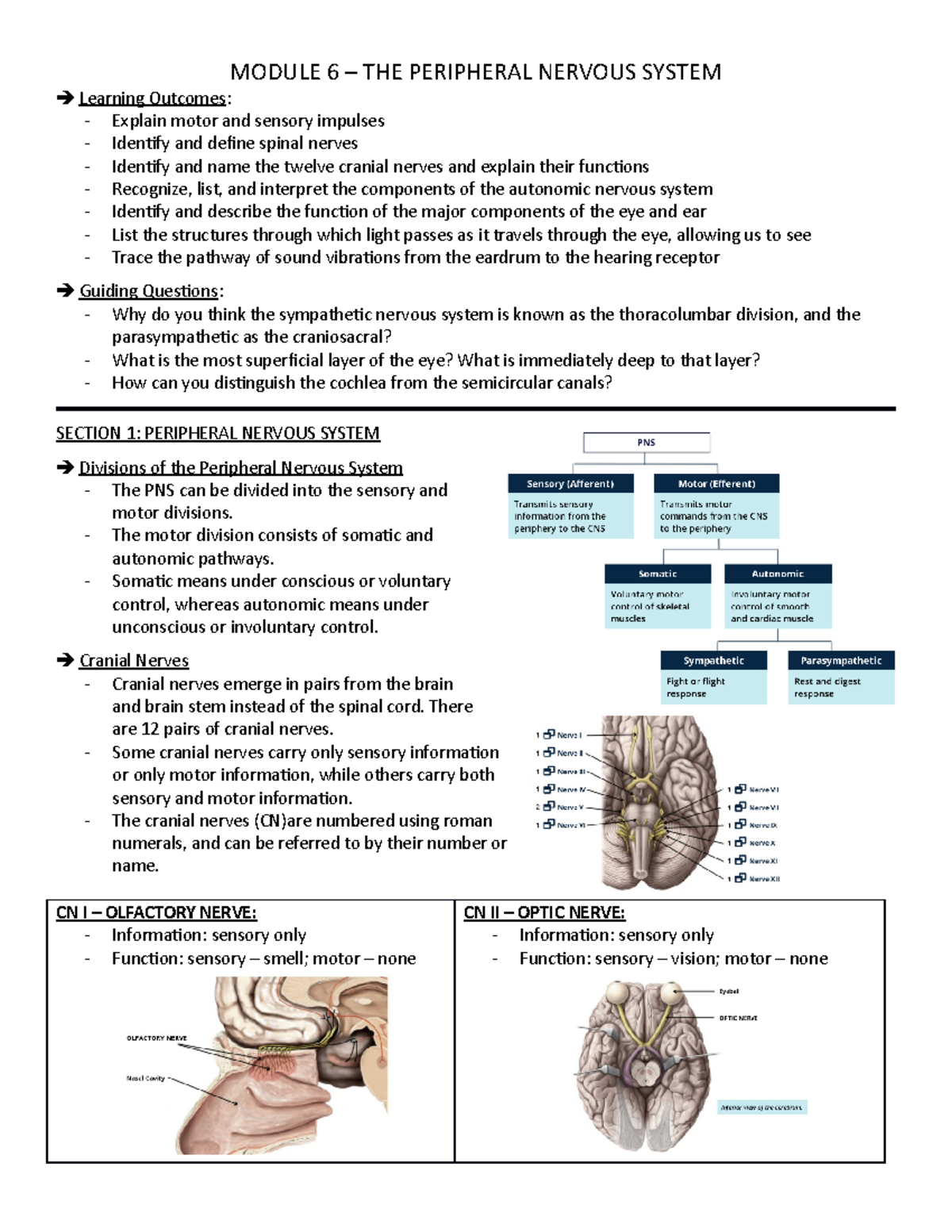 Module 6 ANAT - MODULE 6 – THE PERIPHERAL NERVOUS SYSTEM Learning ...