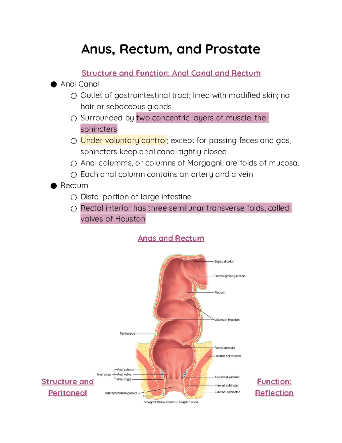 Anus, Rectum, And Prostate Notes - Anus, Rectum, And Prostate Structure ...