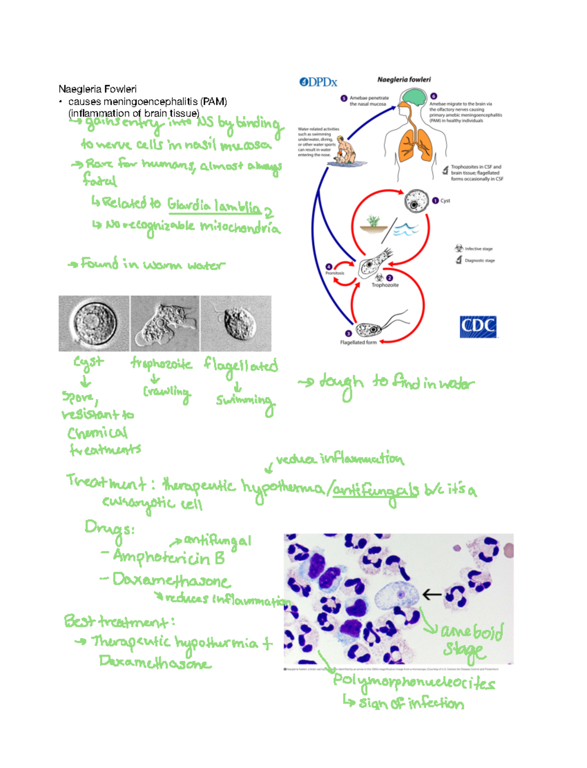 note-oct-24-2022-microbiology-lecture-notes-naegleria-fowleri