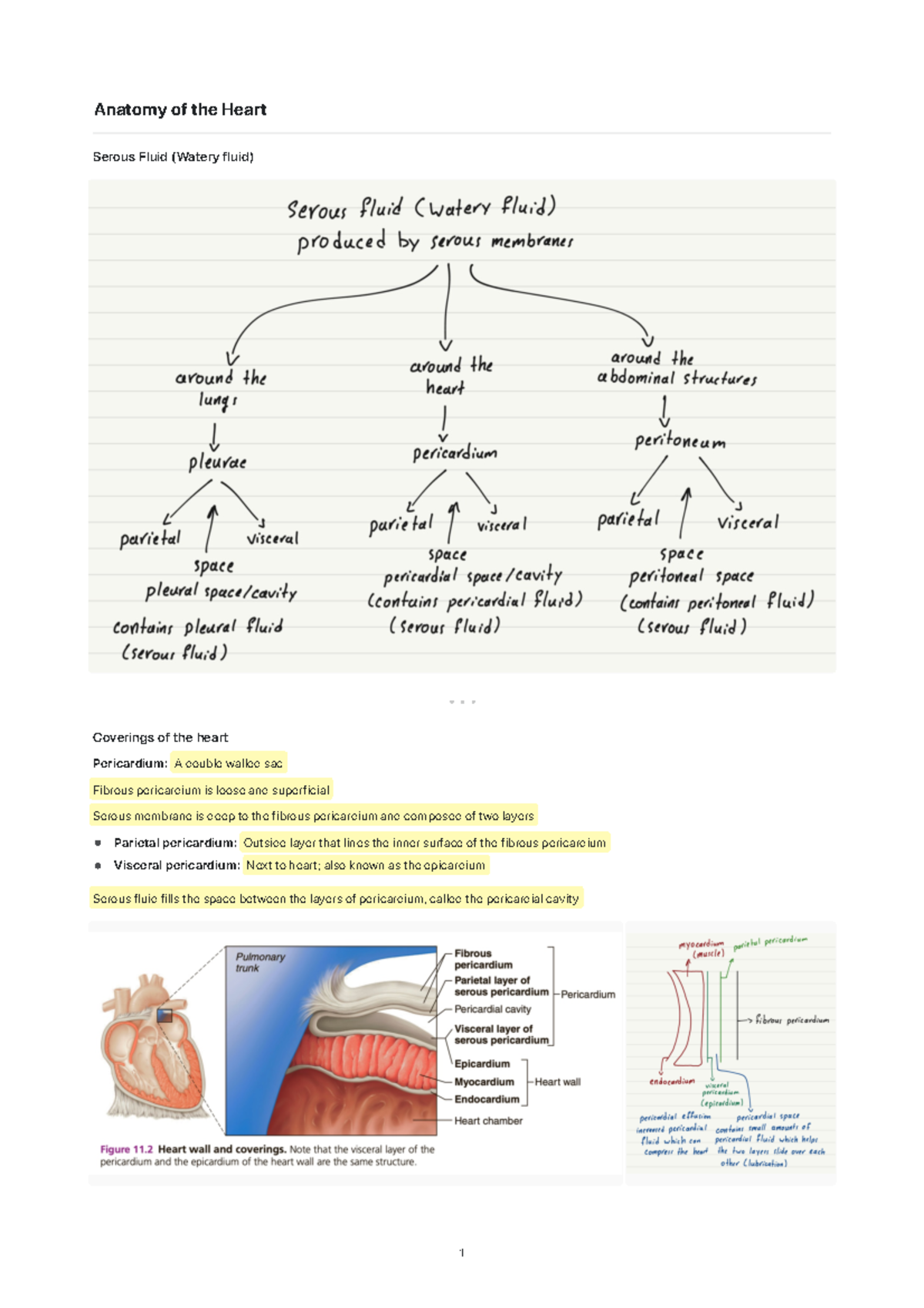 Anatomy of the Heart - Anatomy of the Heart Serous Fluid (Watery fluid ...