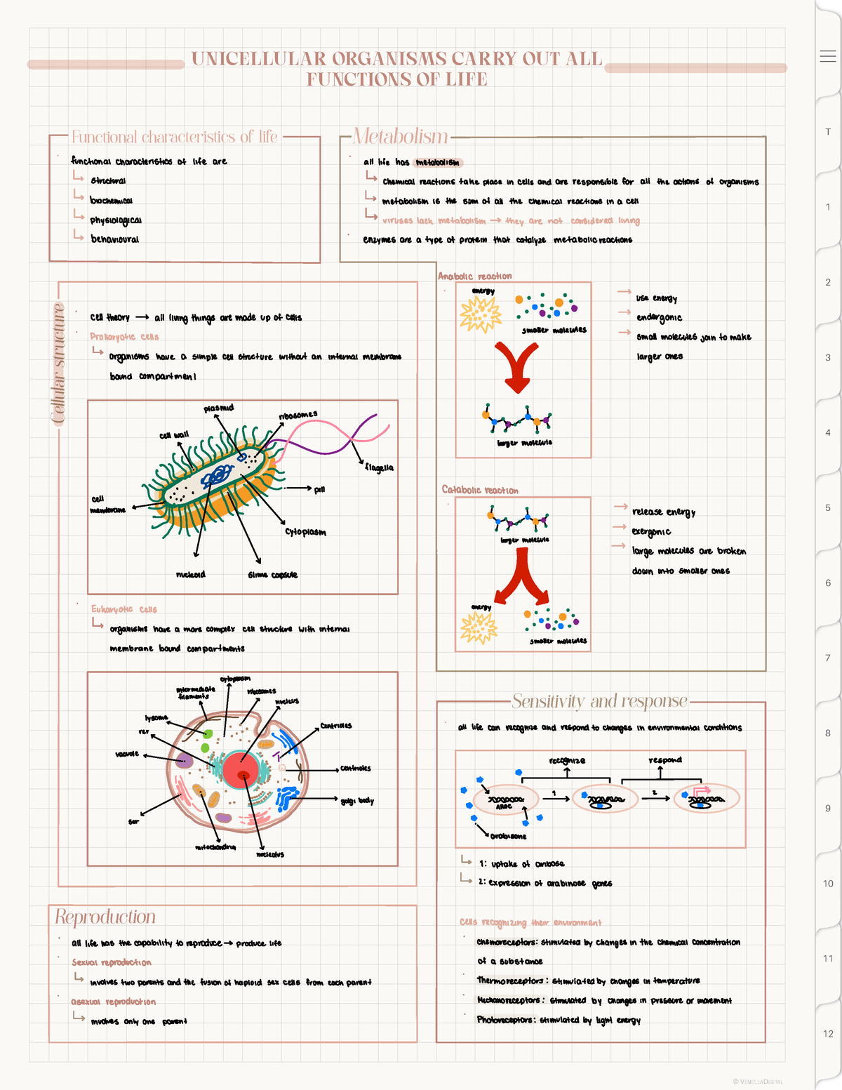 IB Biology HL - Topic 1 CELL Biology - 1.1 Intro TO Cells - Unicellular ...